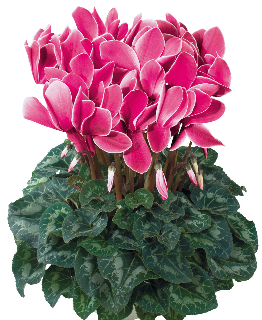 HALIOS® Magenta flame