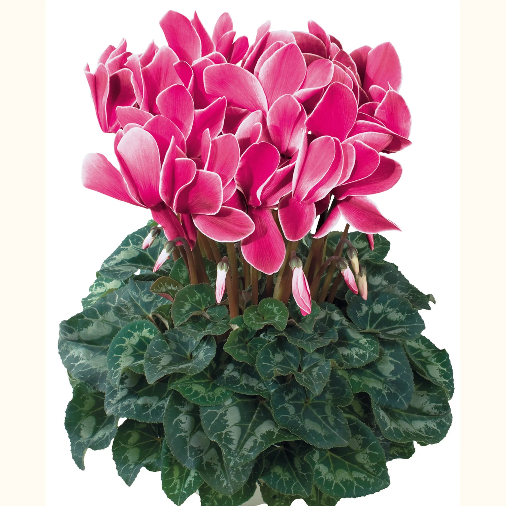 Halios® Magenta flame