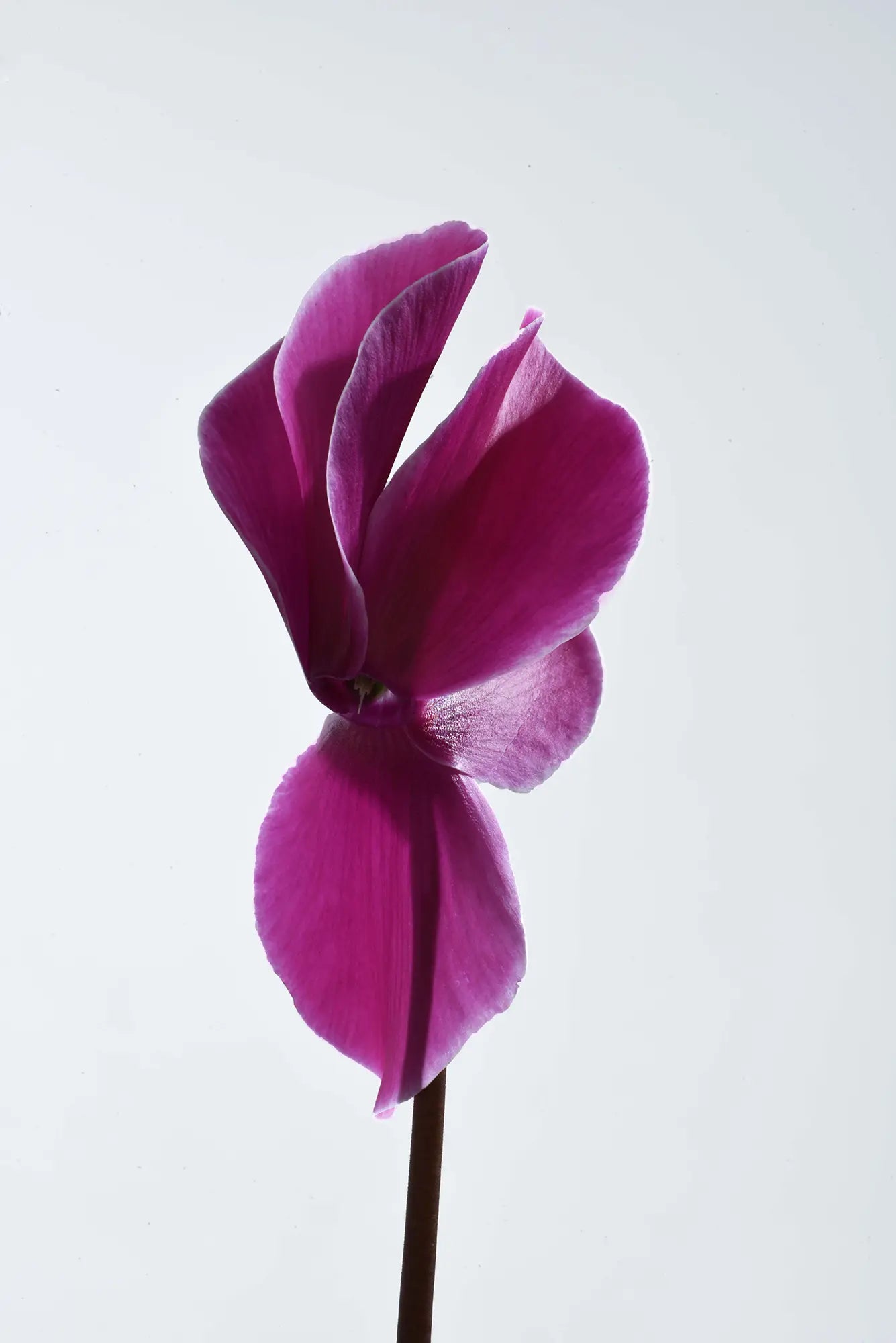 HALIOS® Purple flame