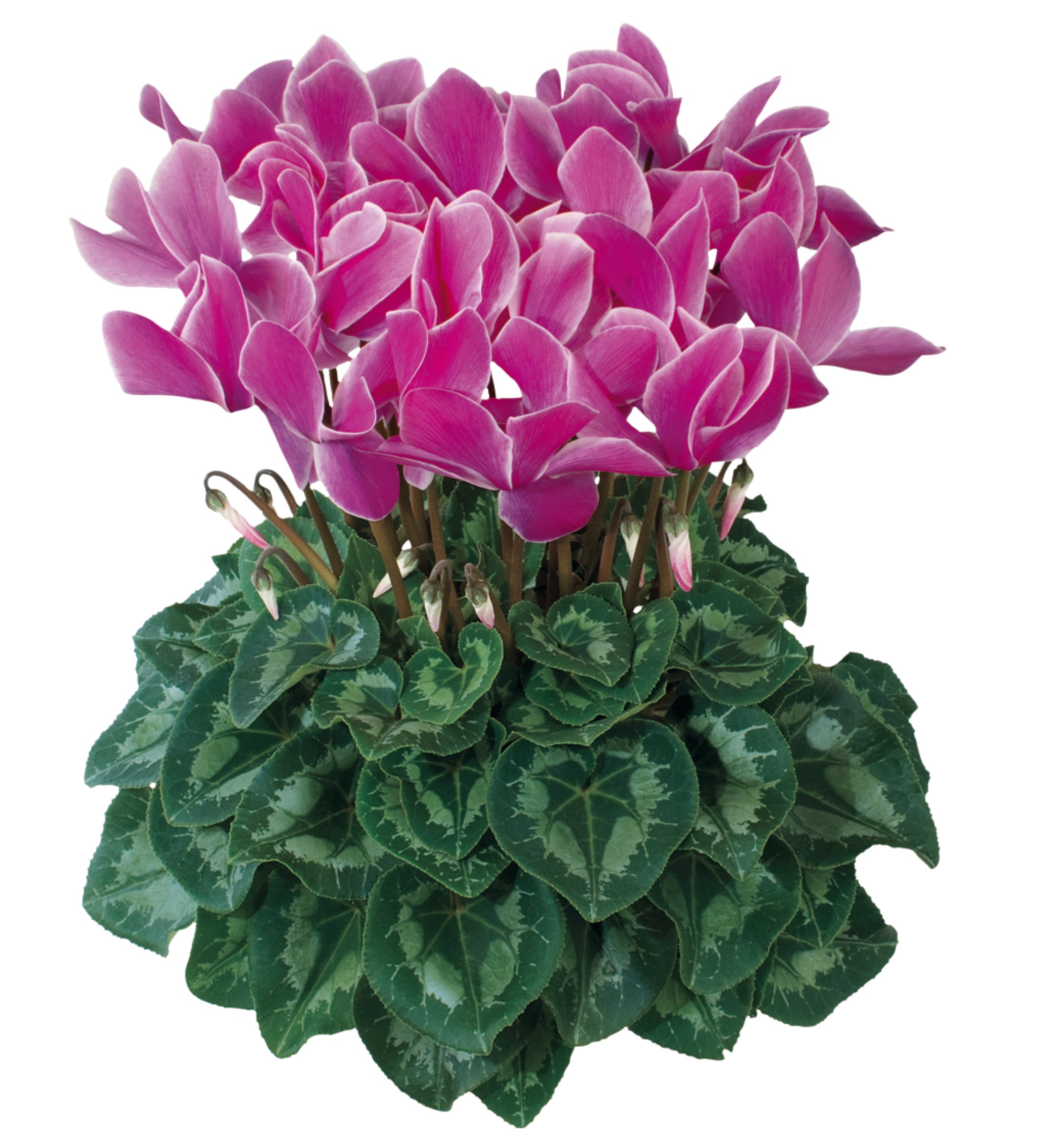 HALIOS® Purple flame
