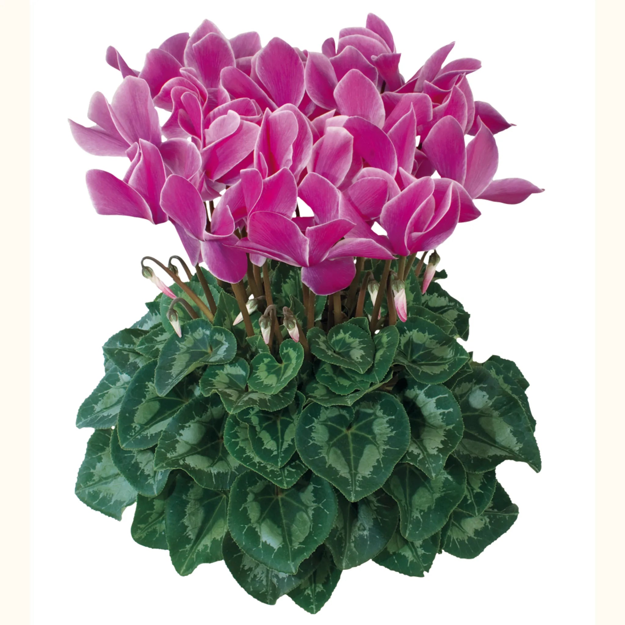 Halios® Purple flame