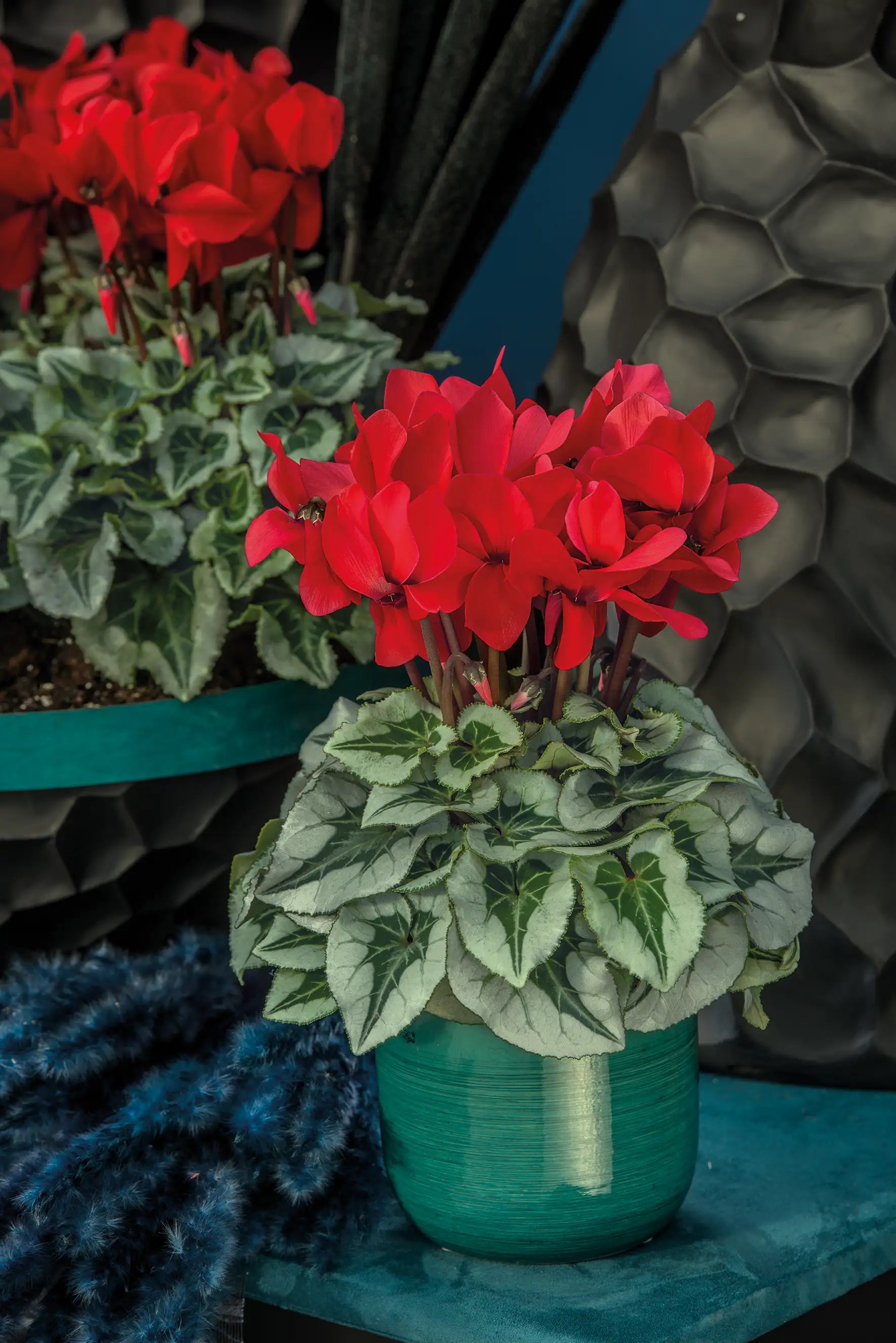 HALIOS® Red silverleaf