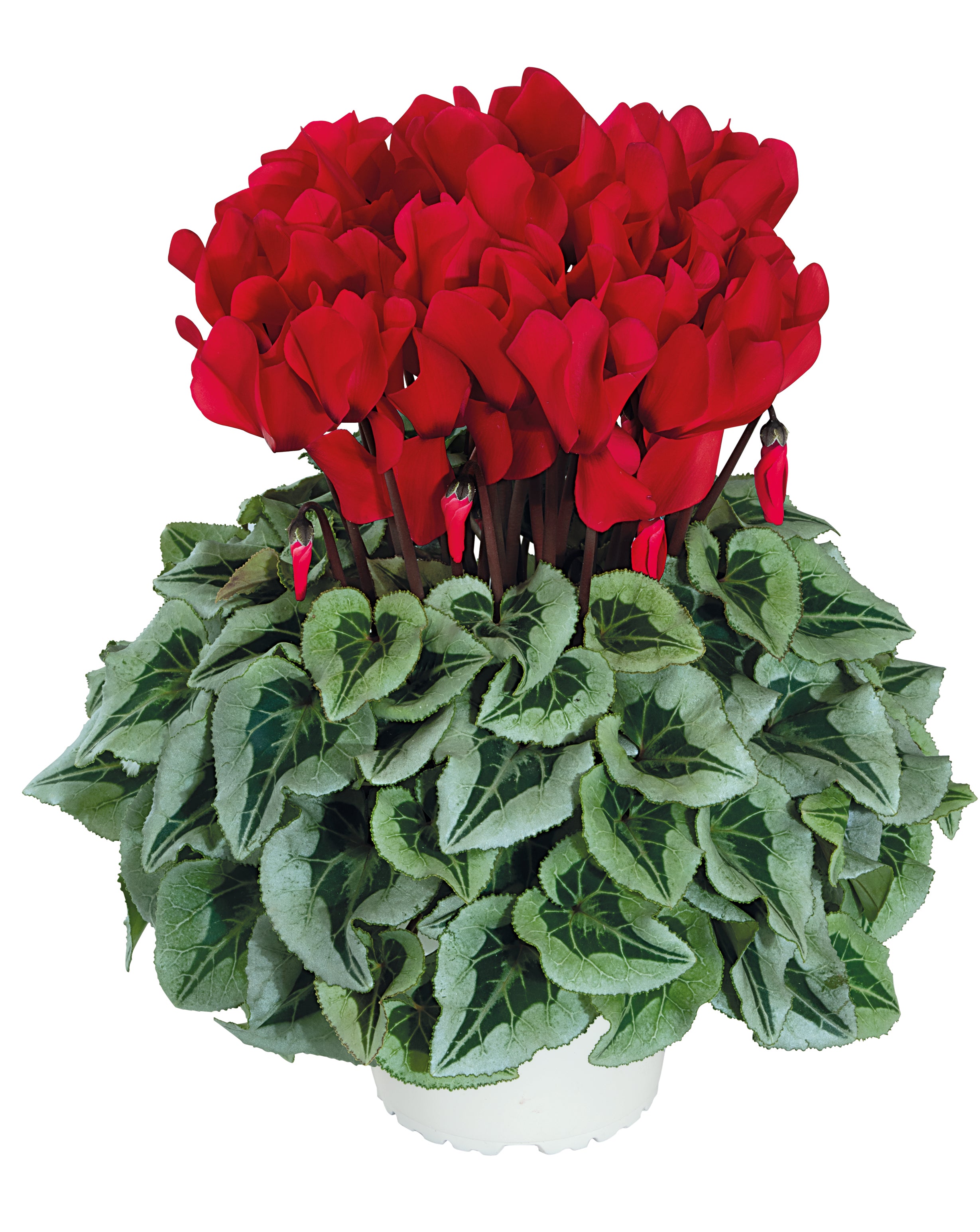 HALIOS® Red silverleaf