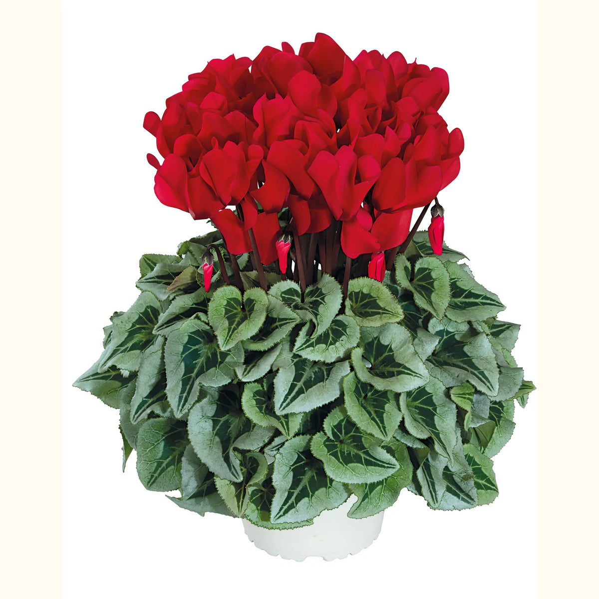 Halios® Red silverleaf