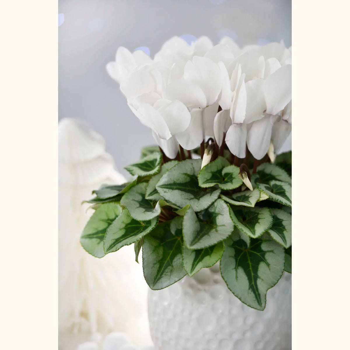 CYCL_2228_img_lstyle_02.JPG