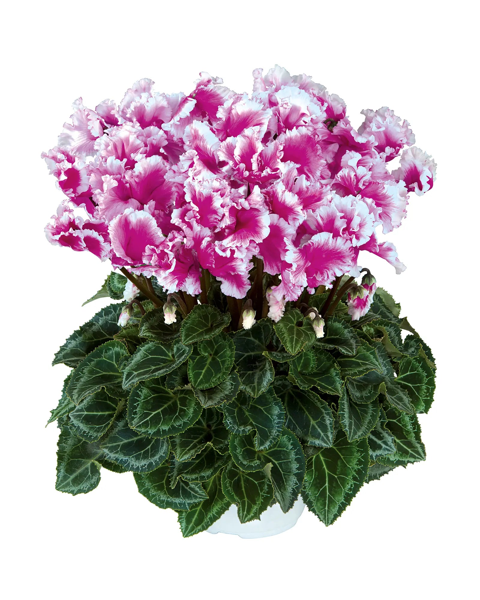 FRIOLA® Light purple