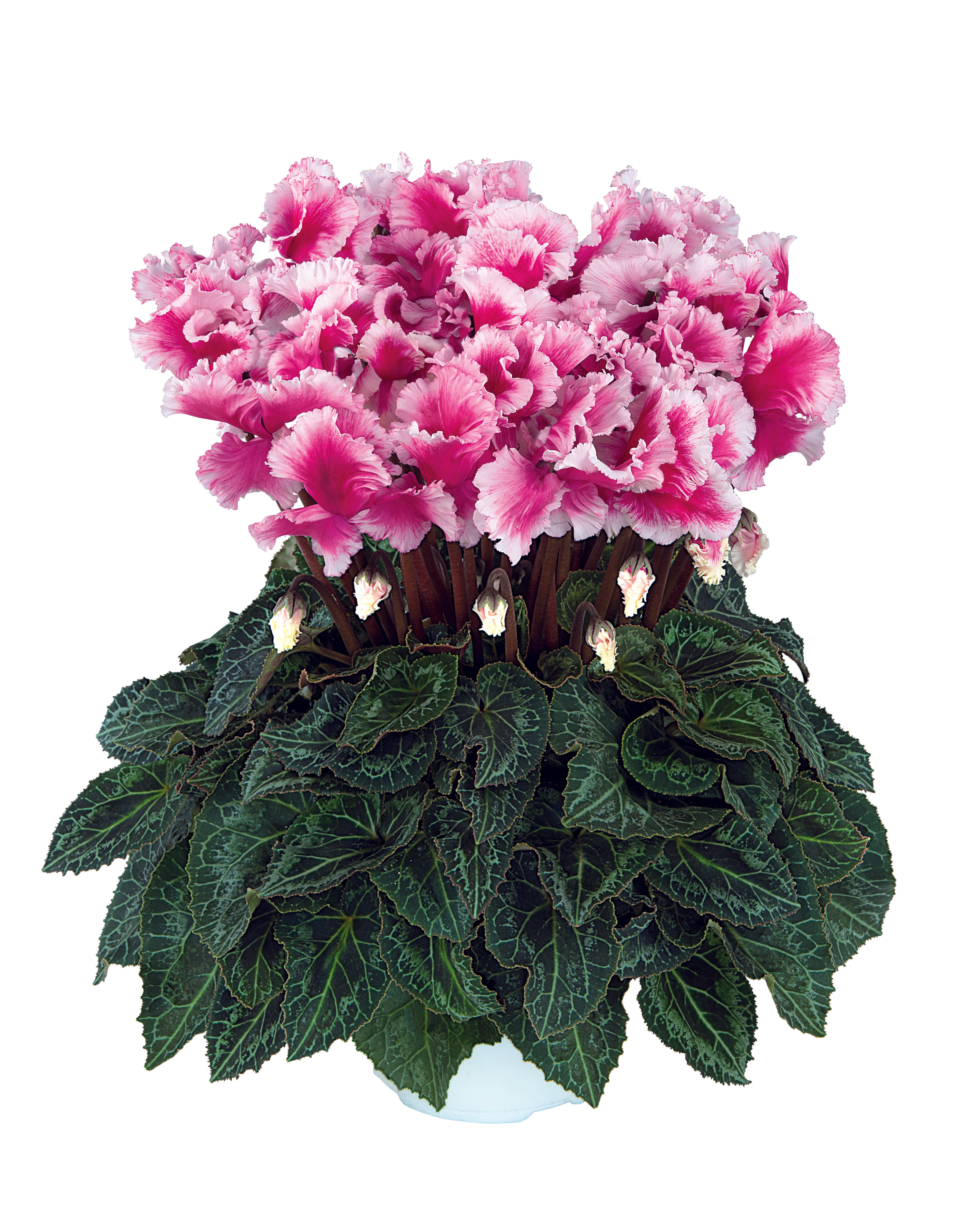FRIOLA® Magenta