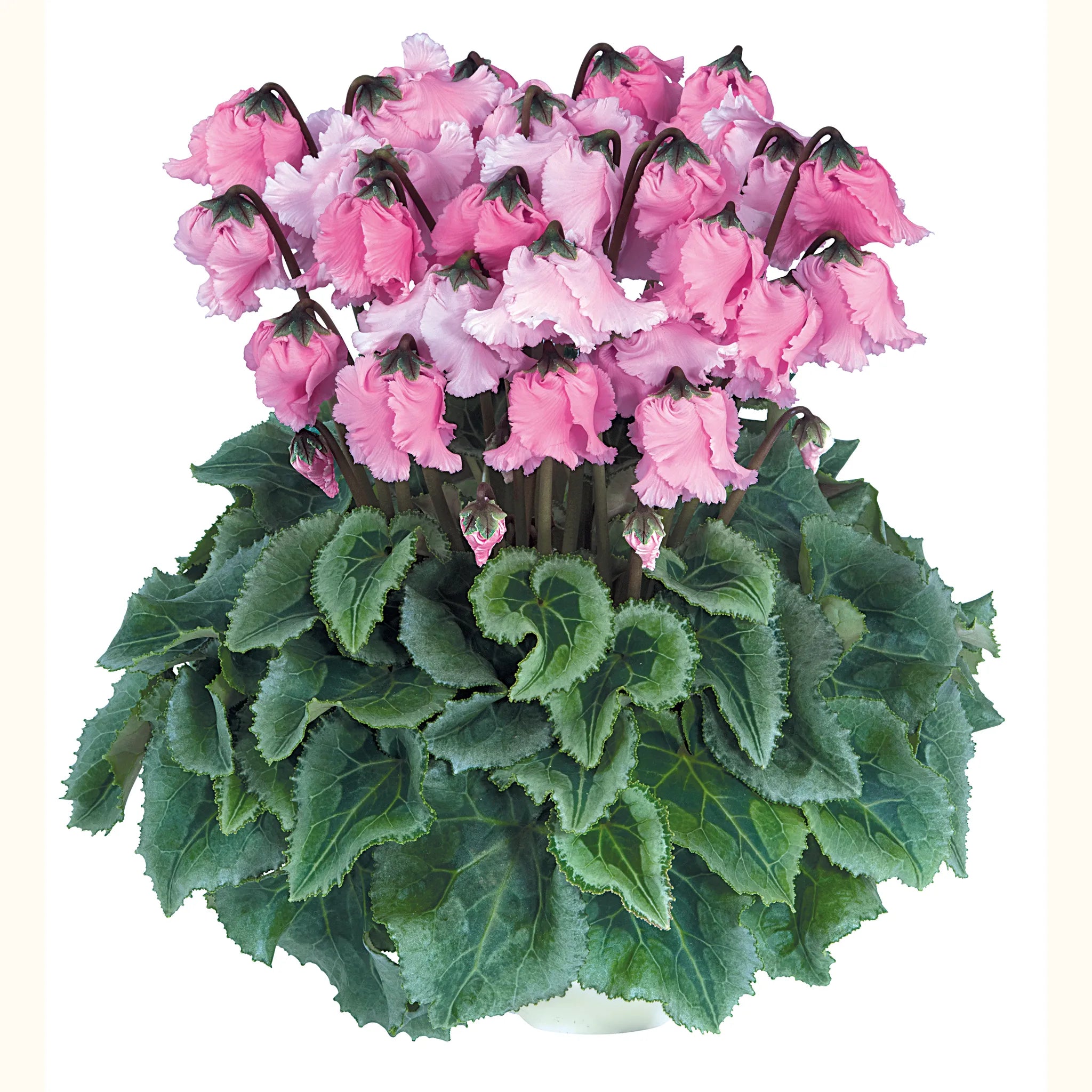 FALBALA® Rose