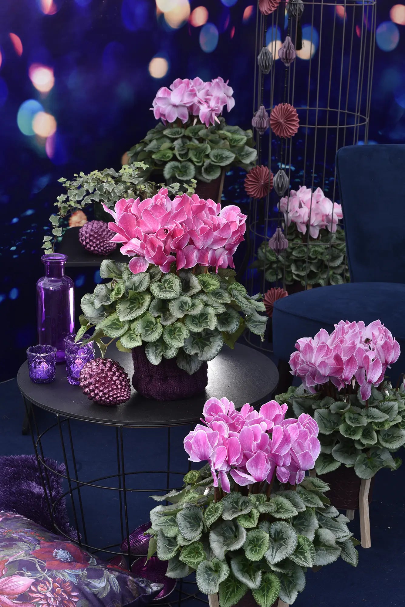 HALIOS® Flamed silverleaf mix
