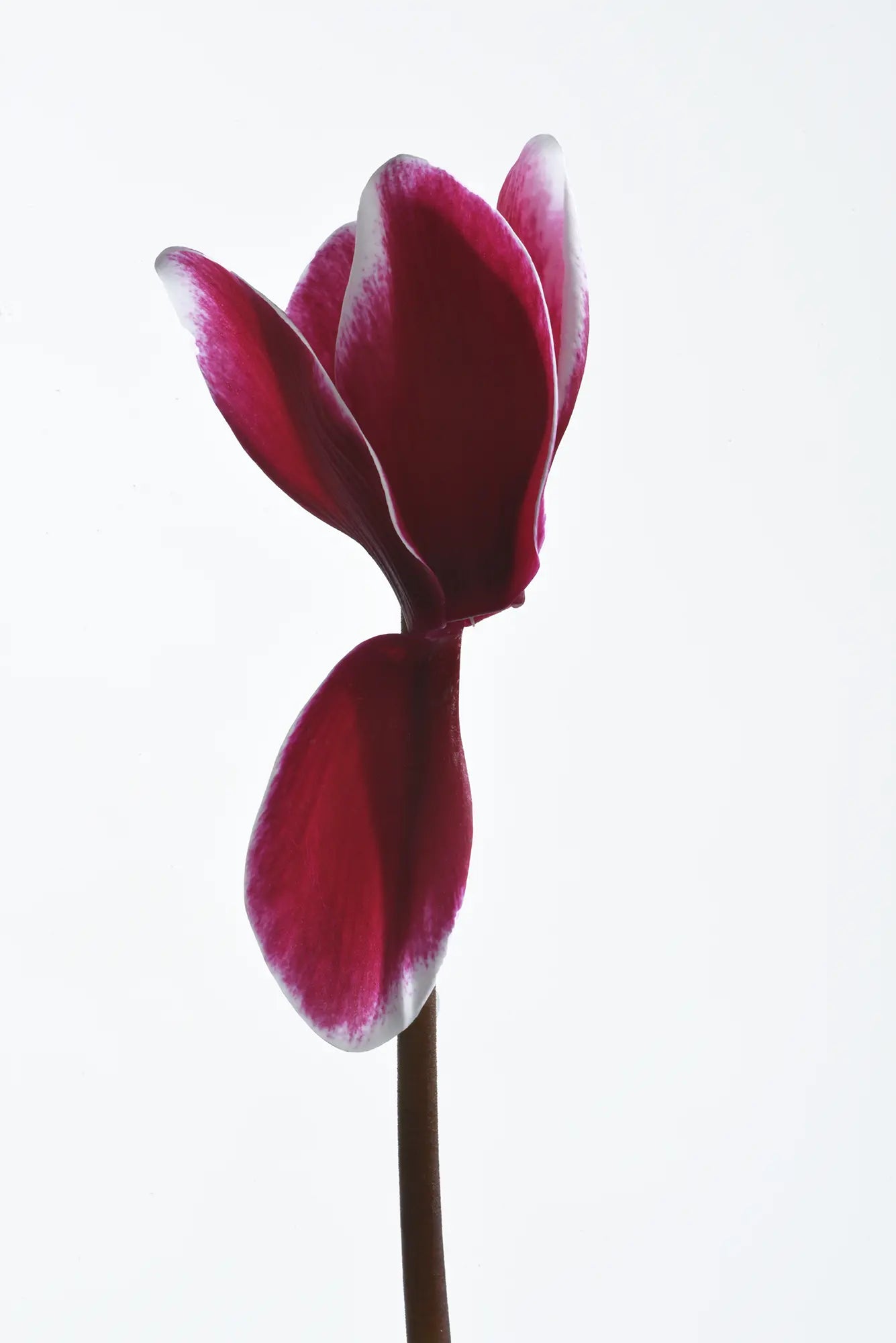 HALIOS® FANTASIA® Magenta