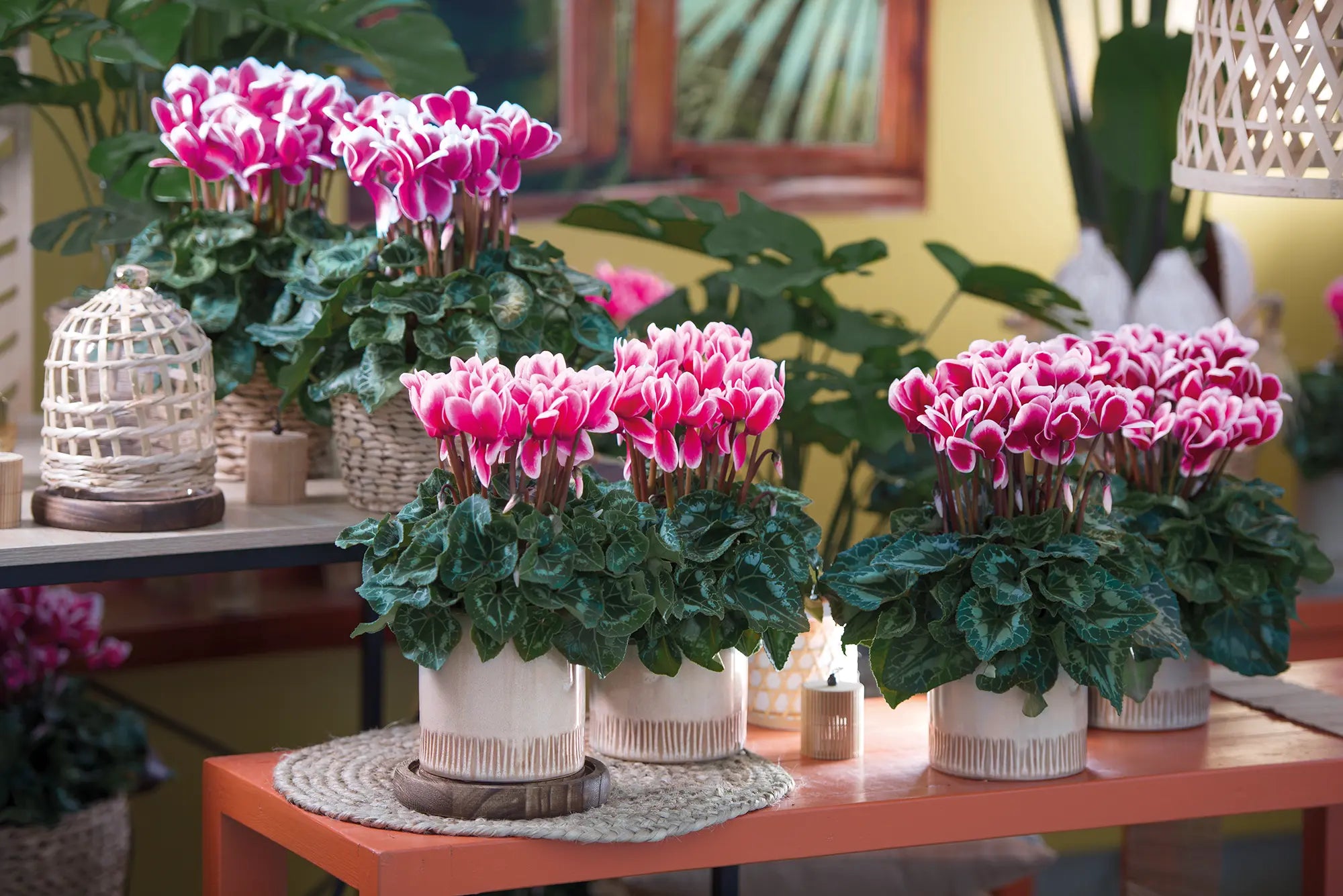 HALIOS® FANTASIA® Magenta