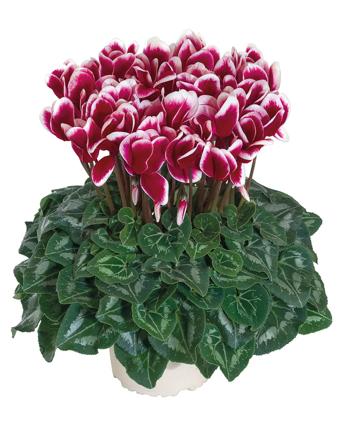HALIOS® FANTASIA® Magenta