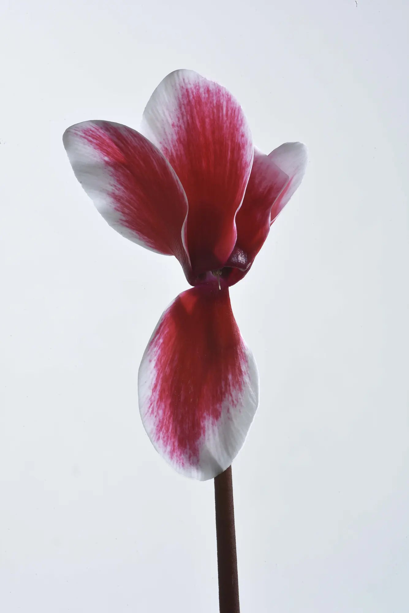 HALIOS® FANTASIA® Red