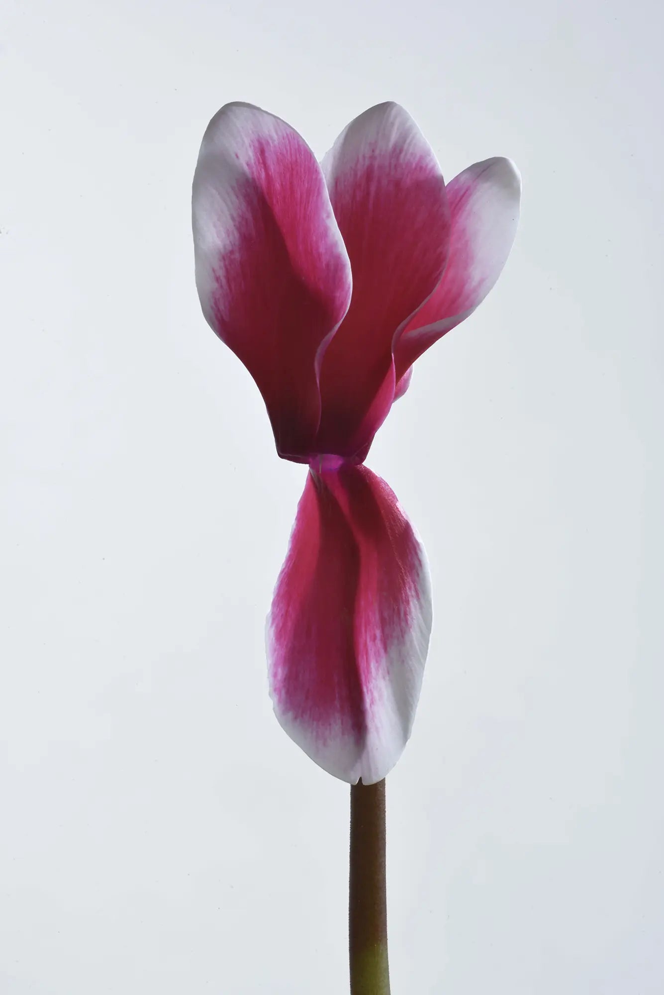 HALIOS® FANTASIA® Deep rose