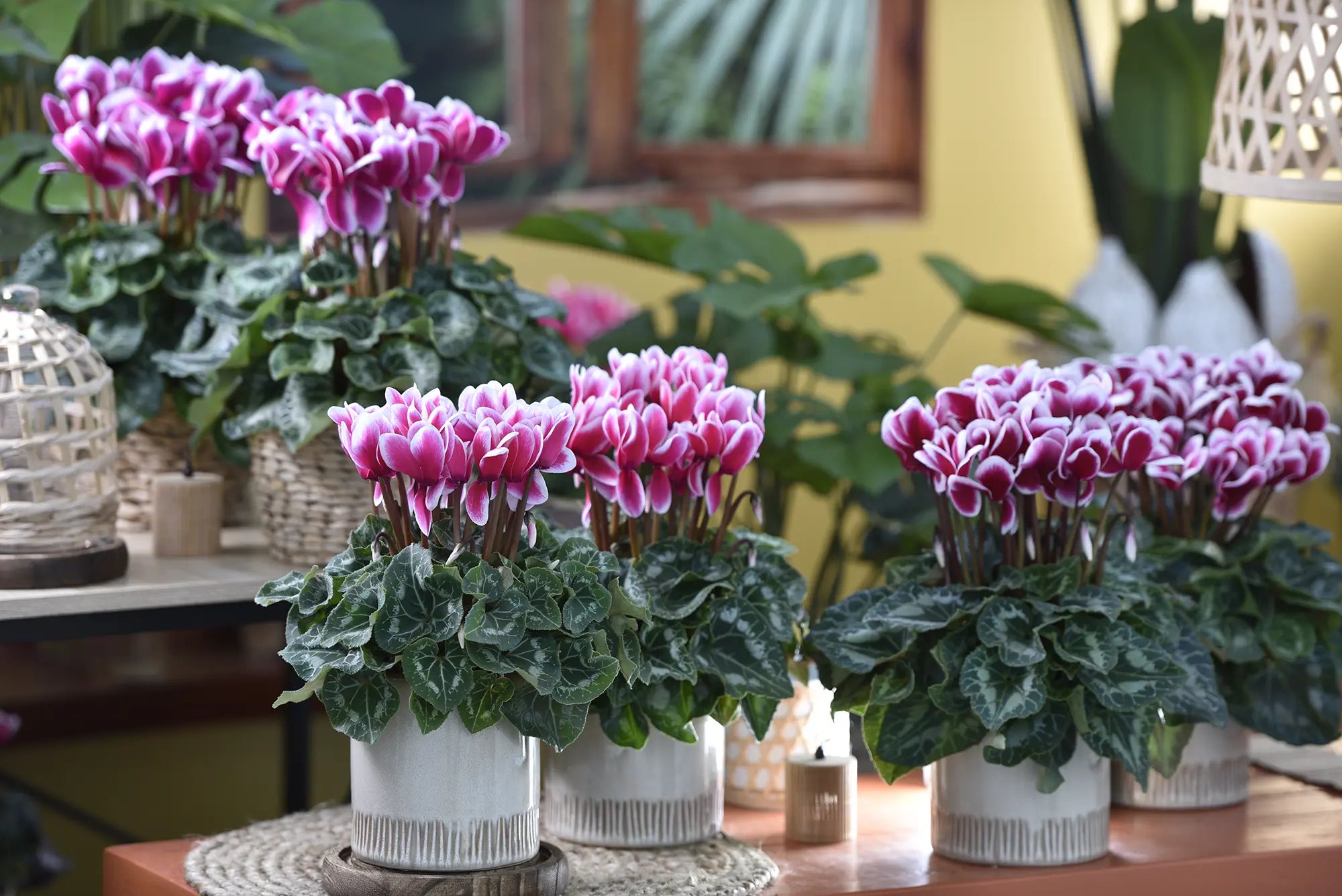HALIOS® FANTASIA® Deep rose