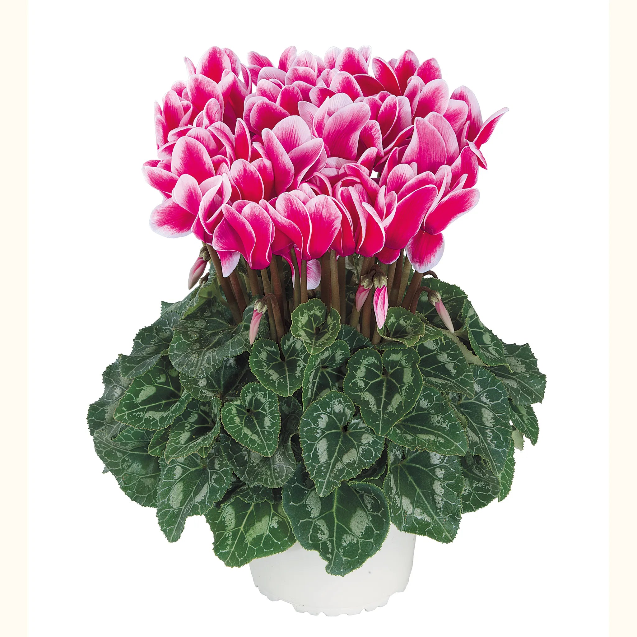 Halios® FANTASIA® Deep rose evolution