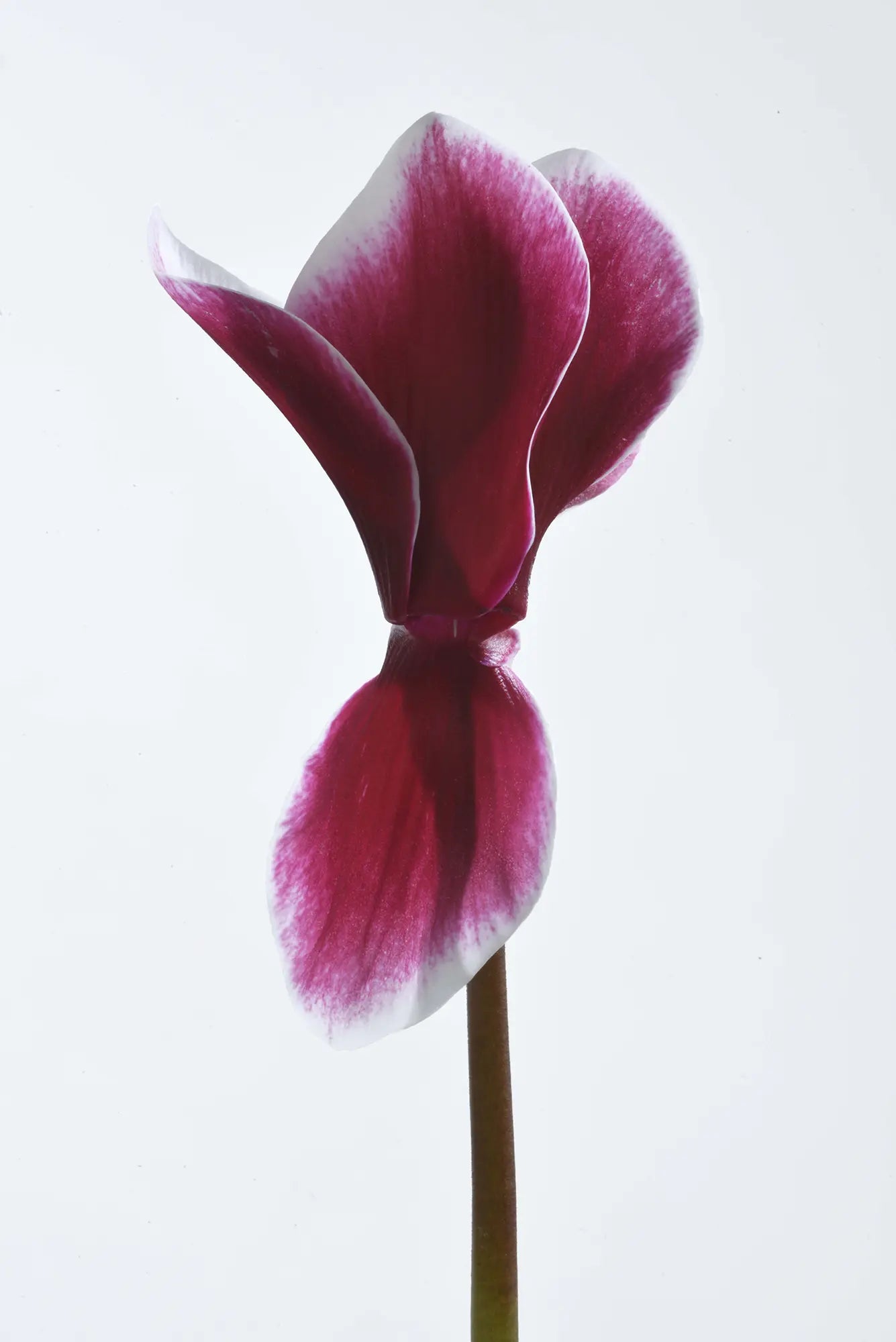 HALIOS® FANTASIA® Magenta silverleaf