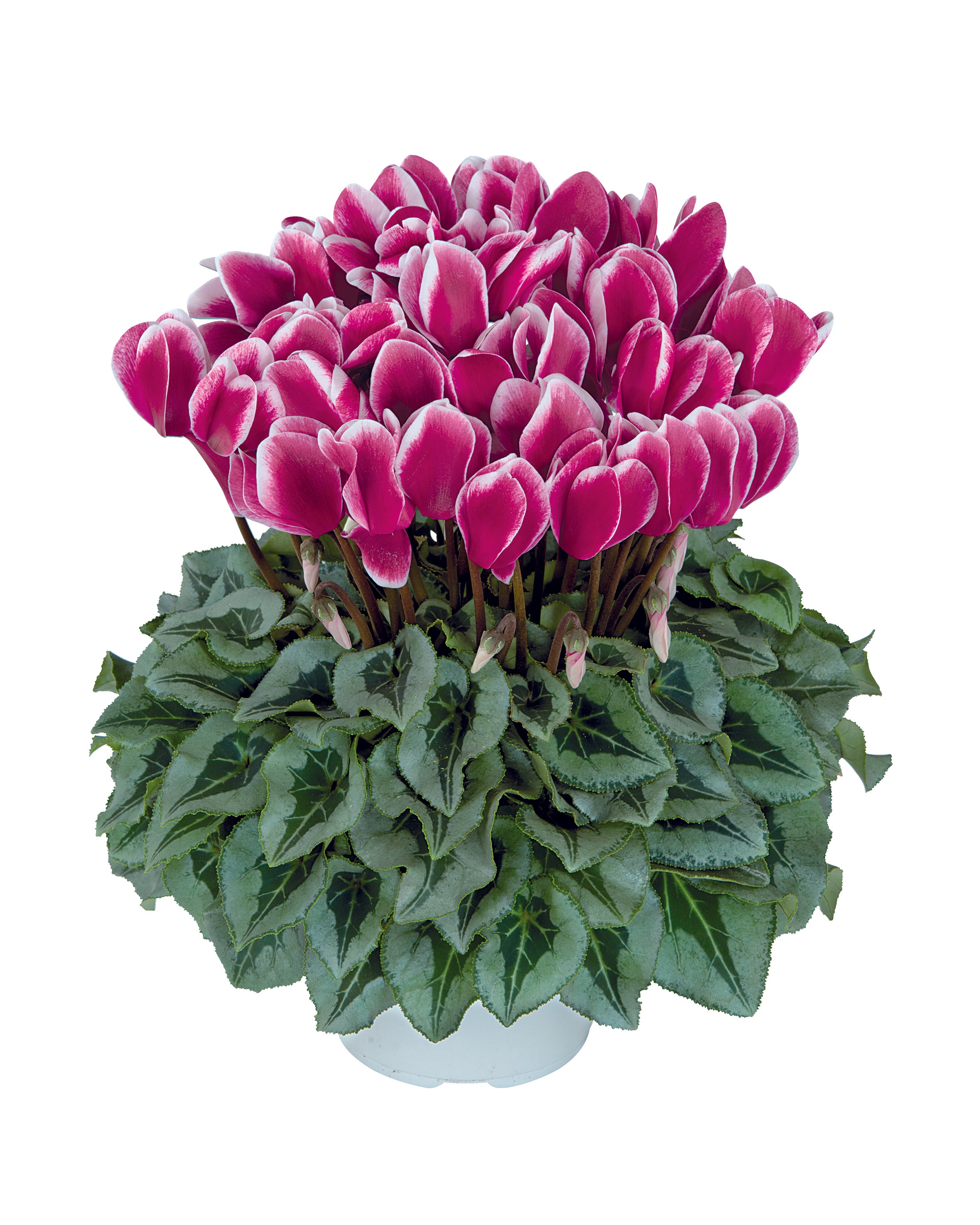 HALIOS® FANTASIA® Magenta silverleaf