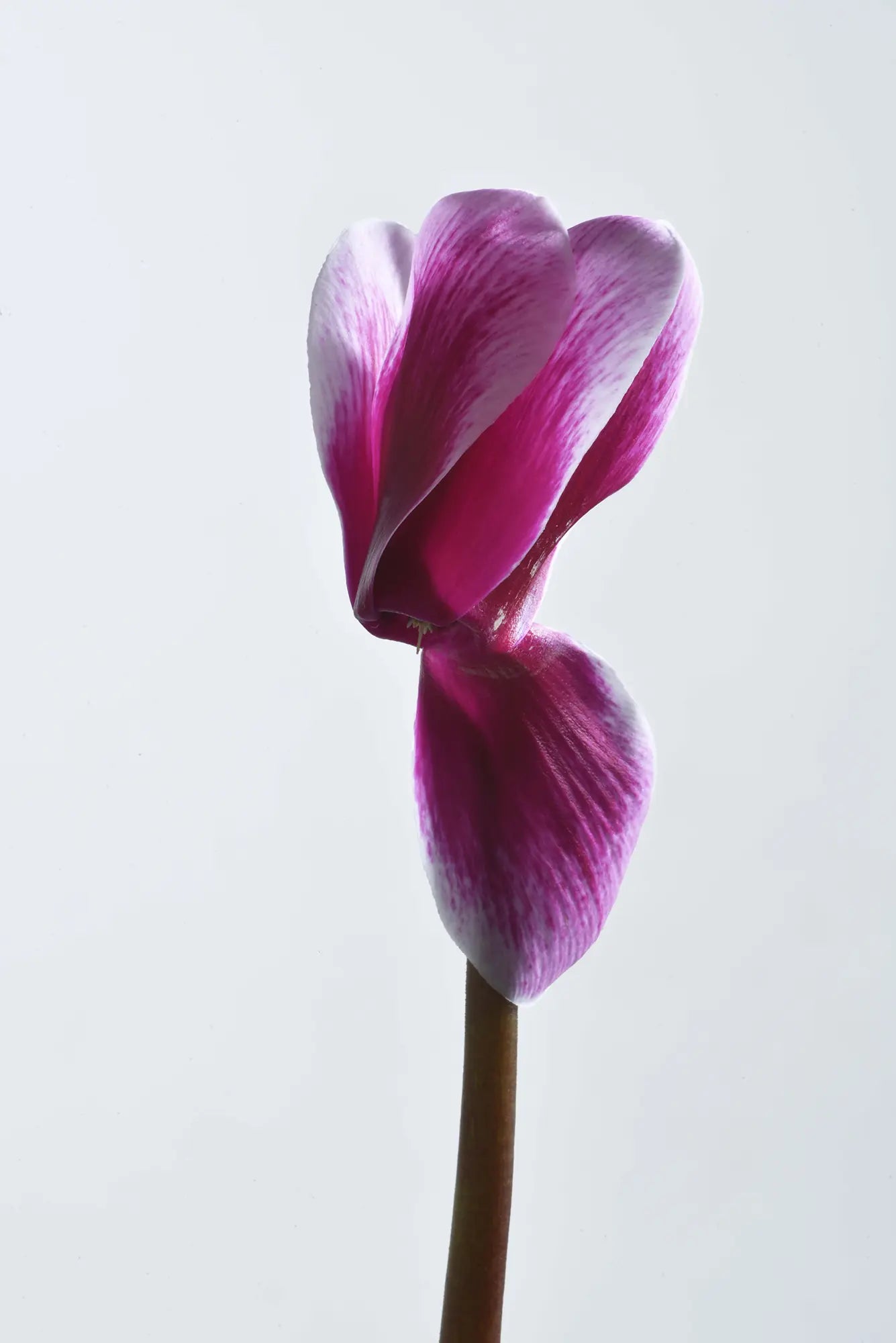 HALIOS® FANTASIA® Purple silverleaf