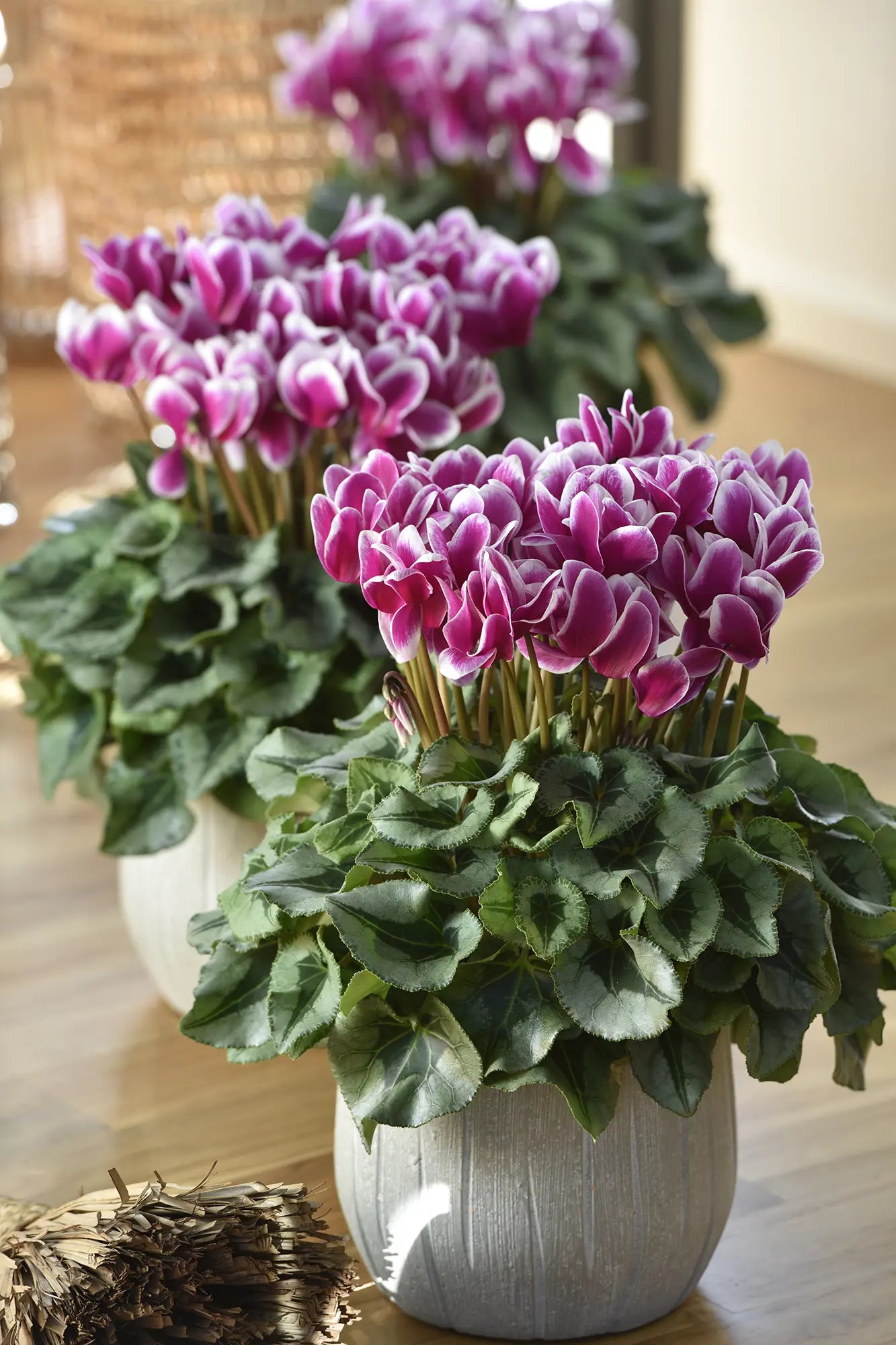 HALIOS® FANTASIA® Purple silverleaf