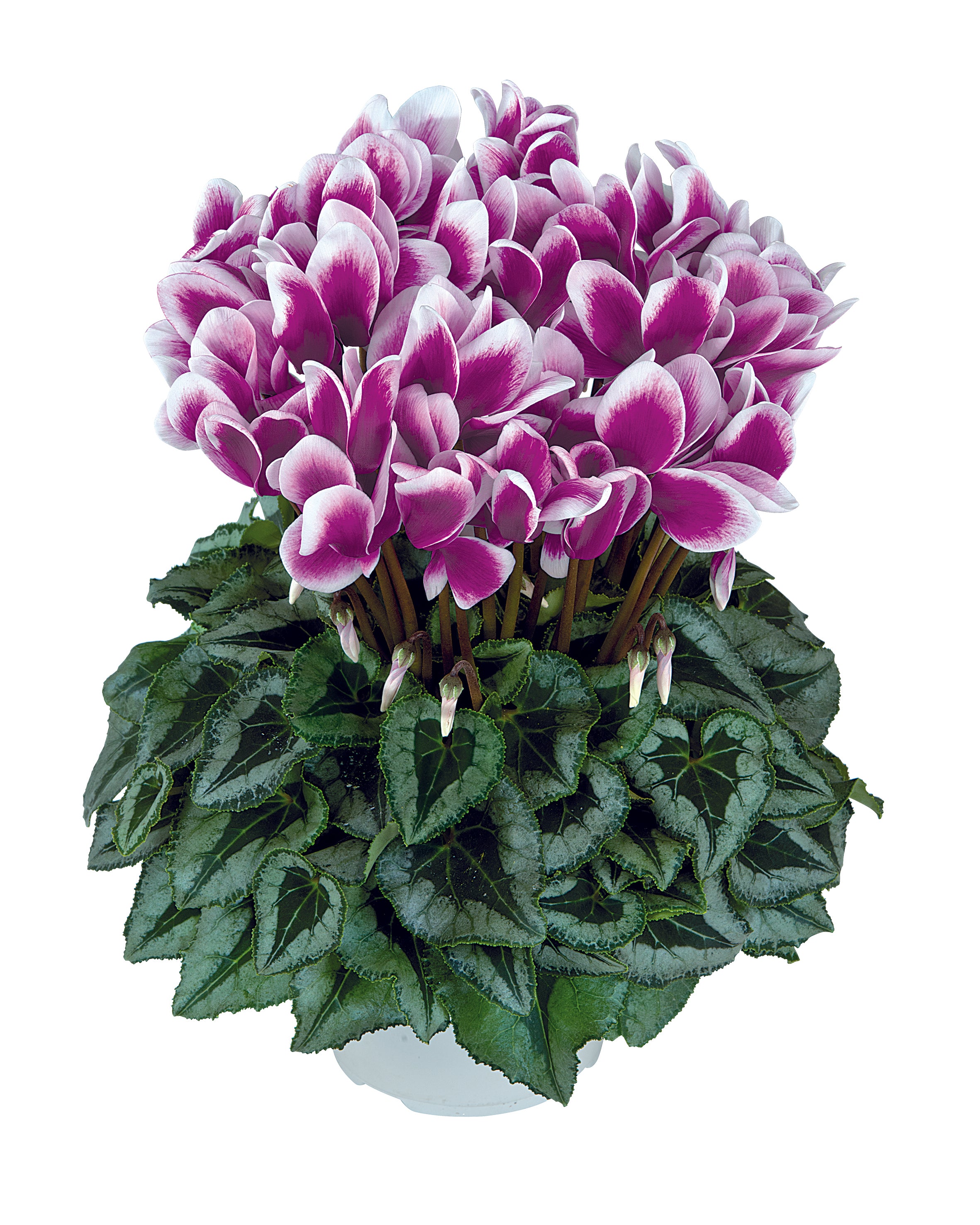 HALIOS® FANTASIA® Purple silverleaf