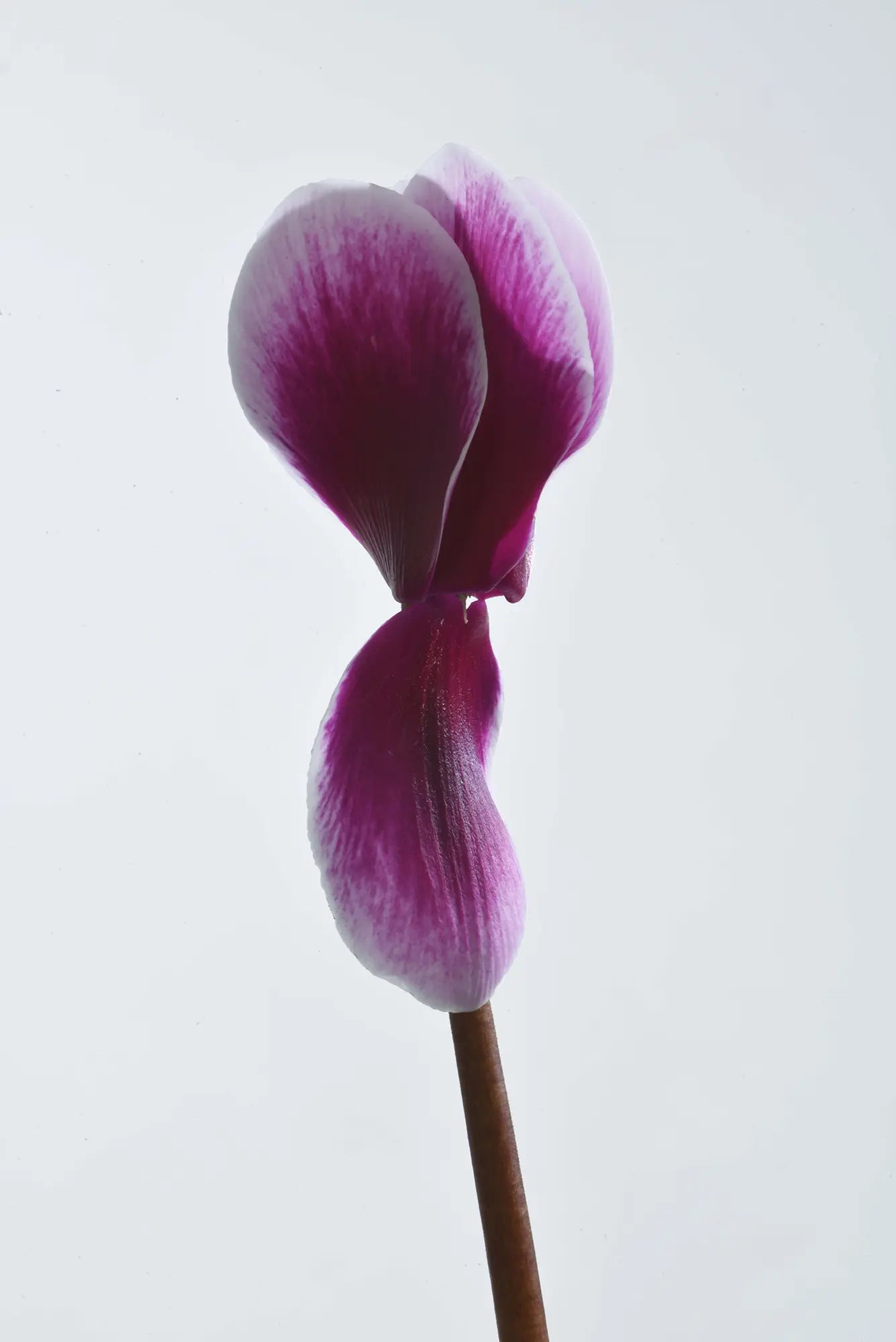 HALIOS® FANTASIA® Purple