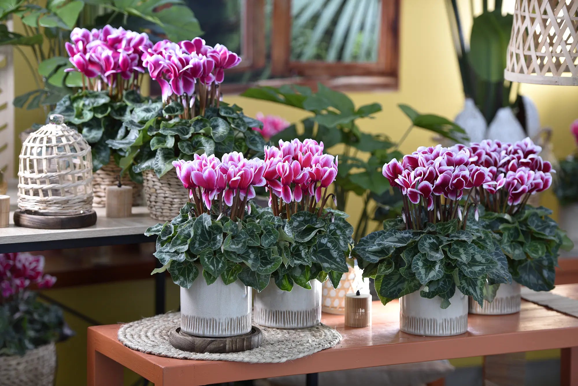 HALIOS® FANTASIA® Purple