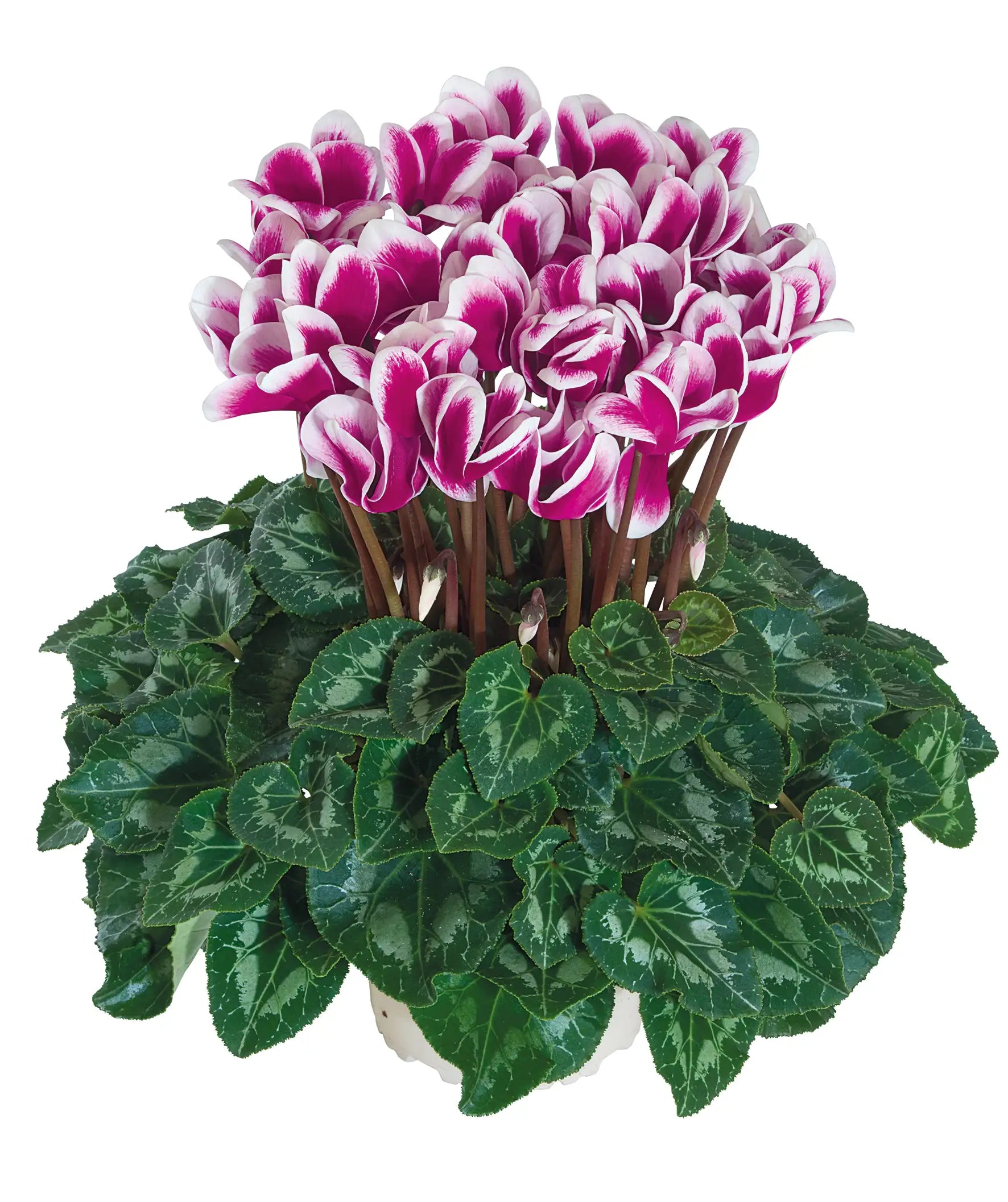 HALIOS® FANTASIA® Purple