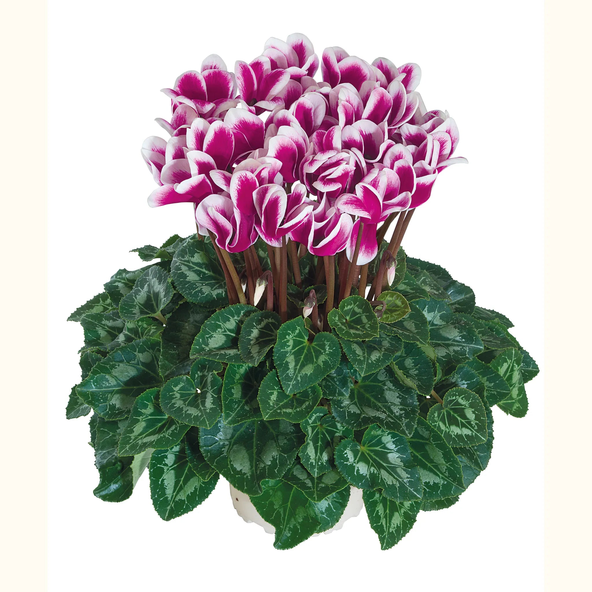 Halios® FANTASIA® Purple evolution