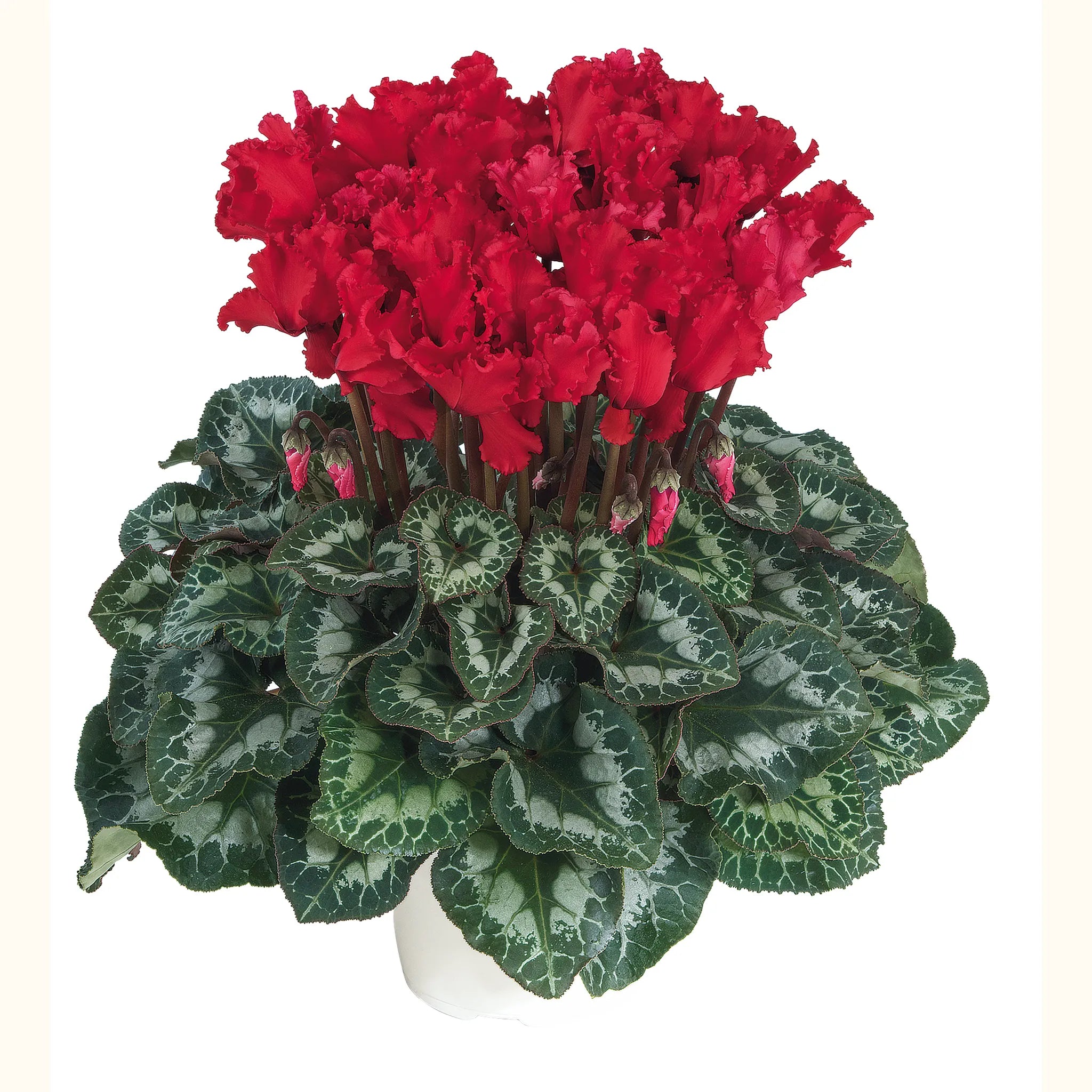 Halios® CURLY® Bright scarlet