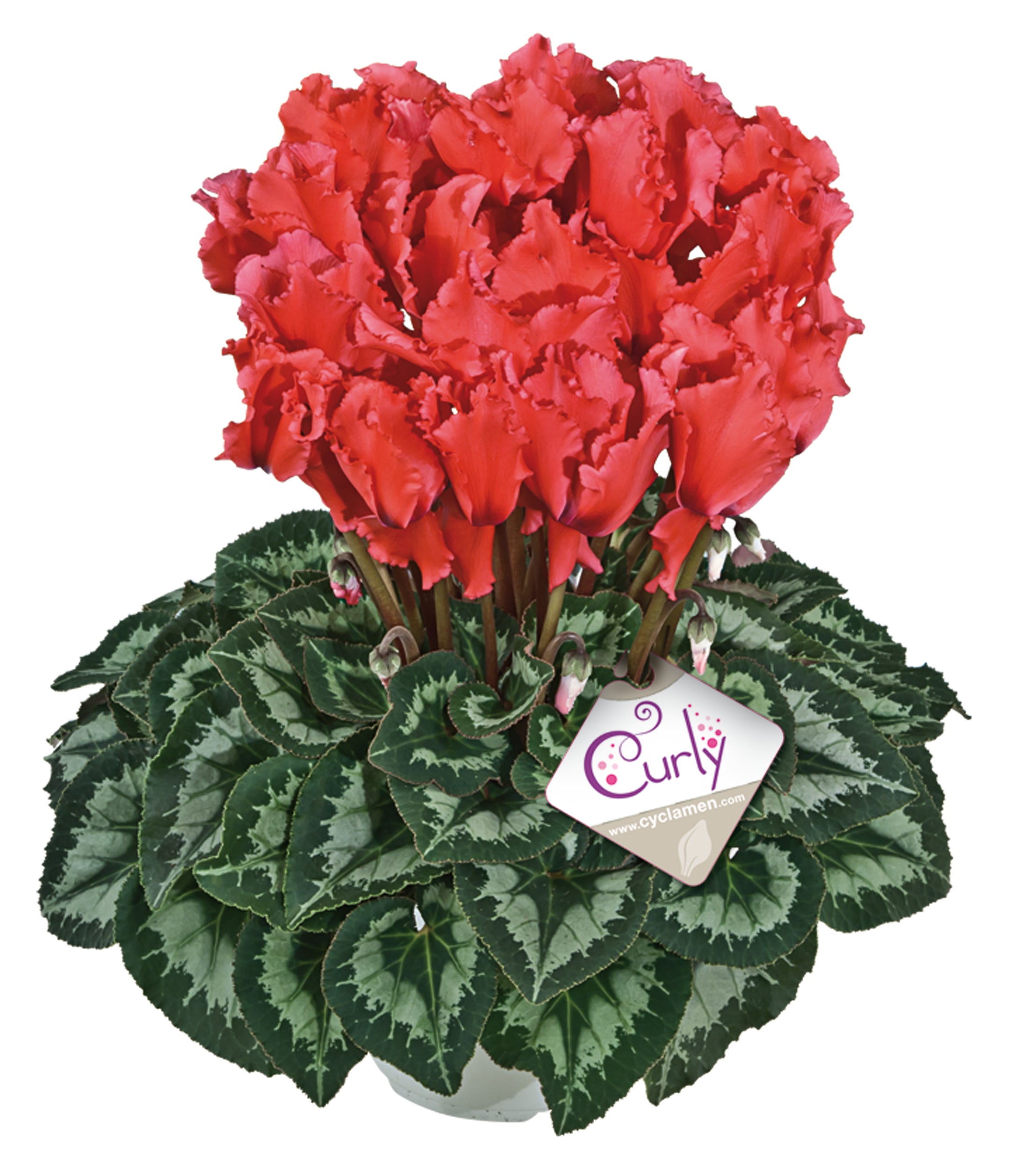 Halios® CURLY® Scarlet salmon