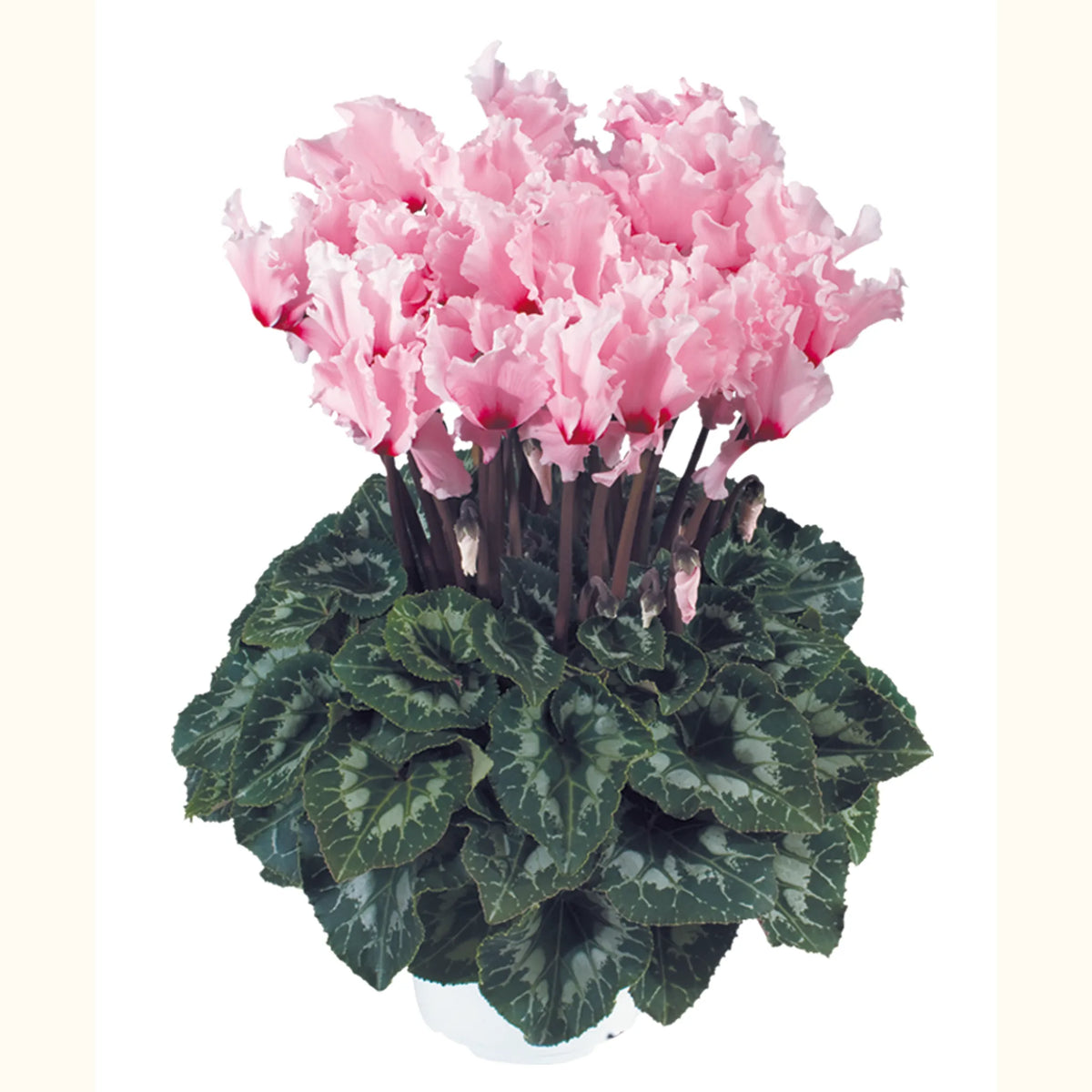 Halios® CURLY® Light pink with red eye