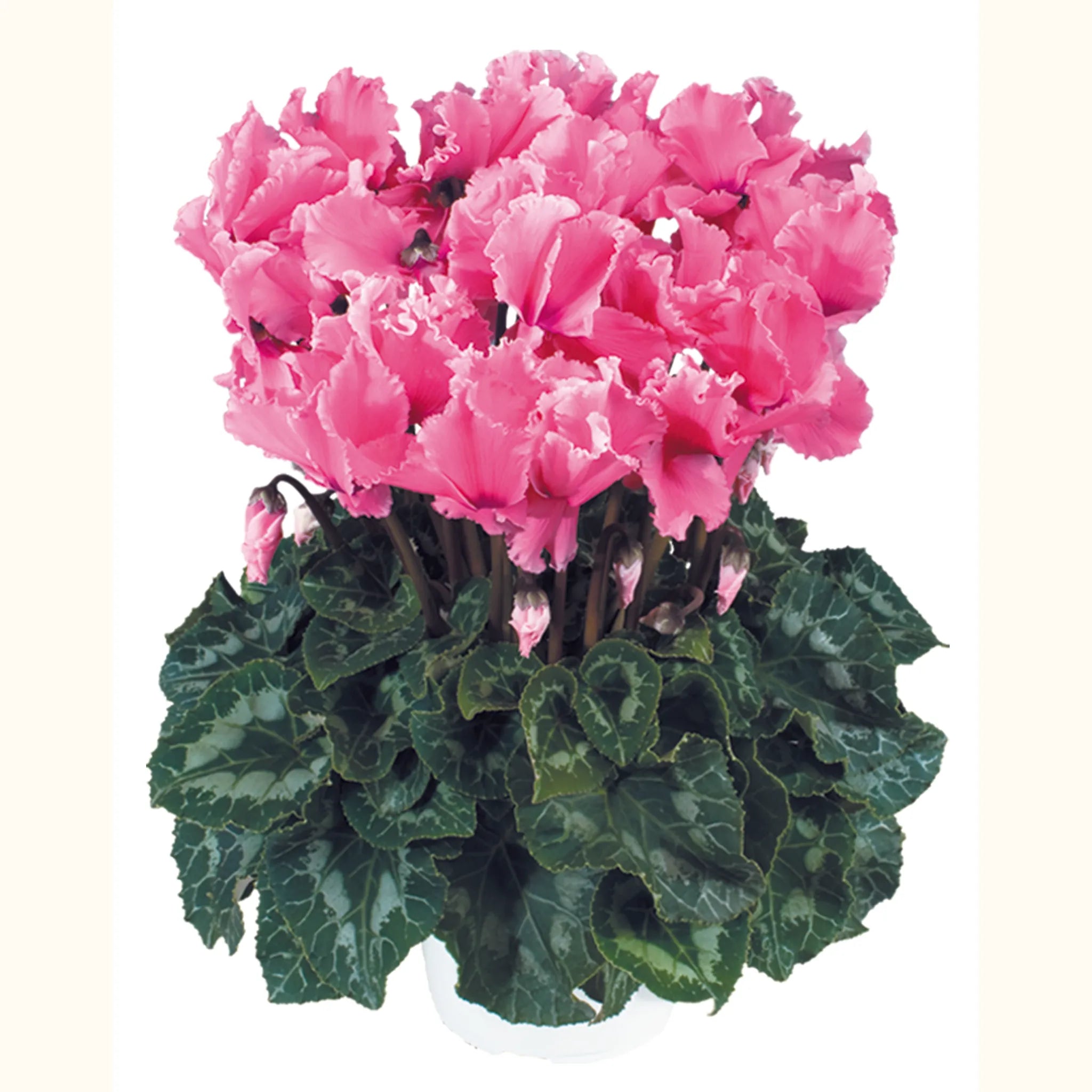 Halios® CURLY® Rose