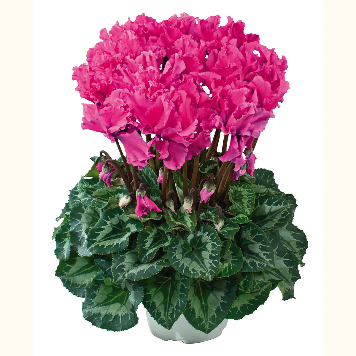 Halios® CURLY® Deep rose