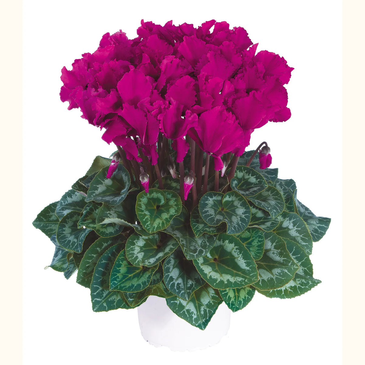 Halios® CURLY® Bright purple