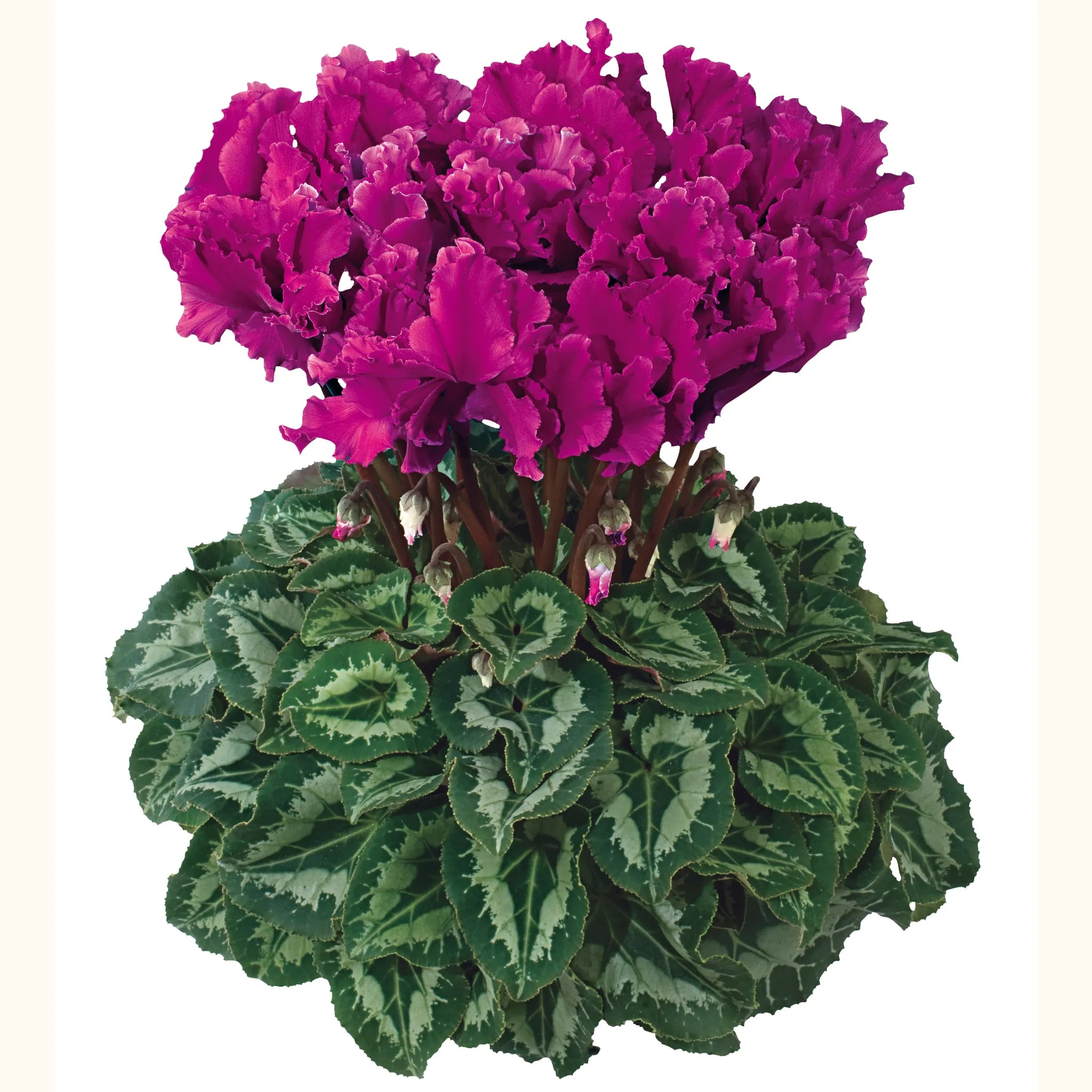 Halios® CURLY® Purple