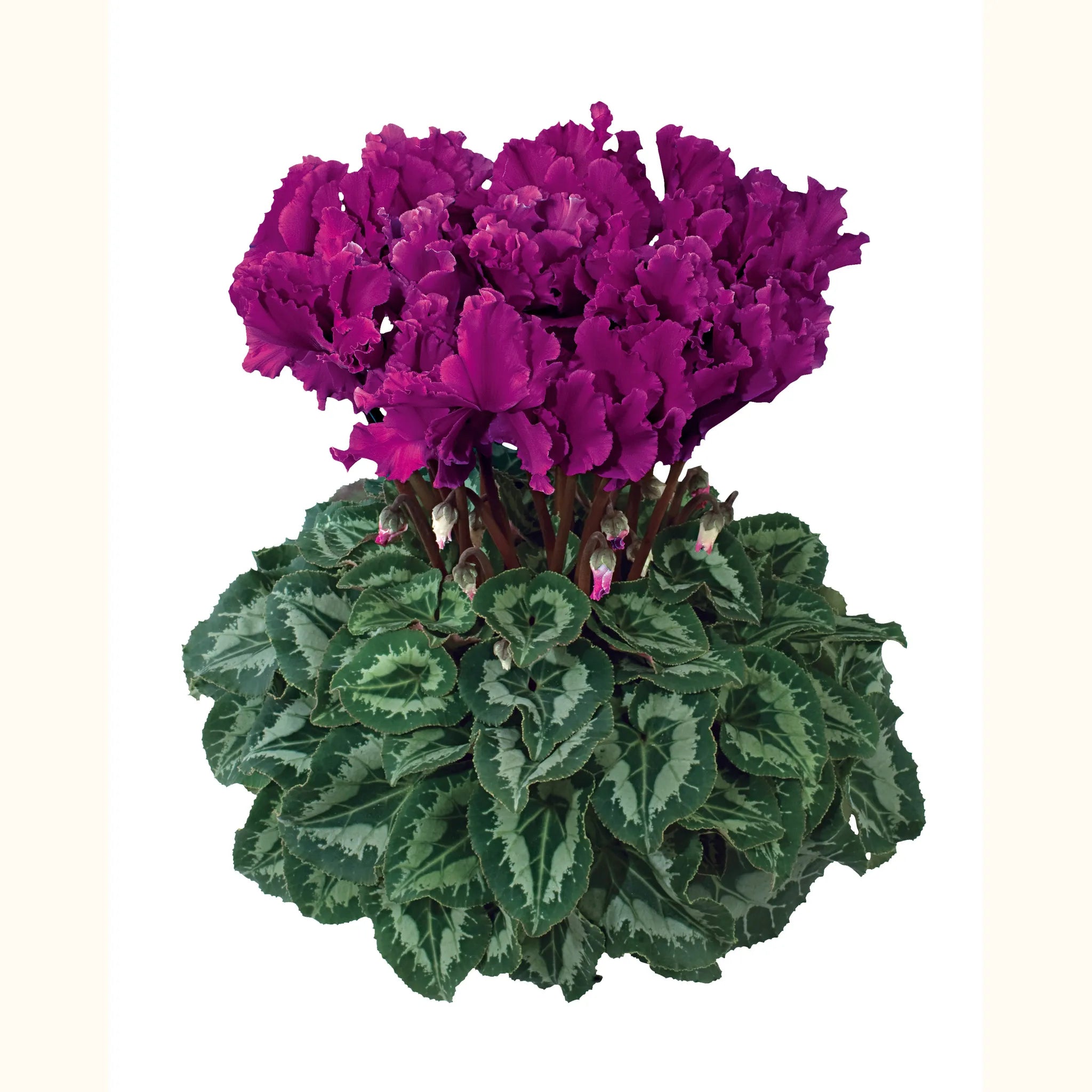 Halios® CURLY® Purple