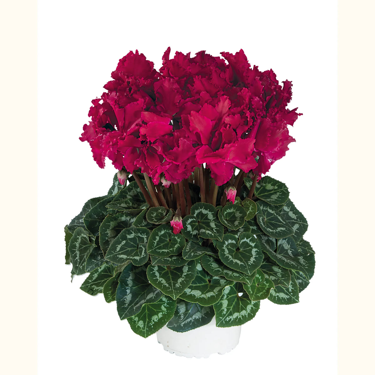 Halios® CURLY® Deep magenta