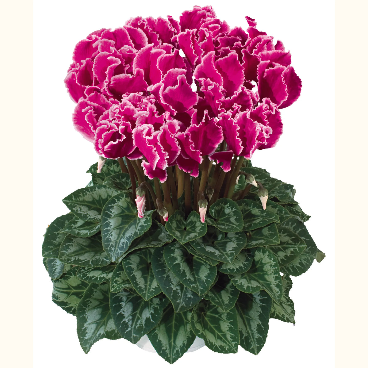 Halios® CURLY® Magenta with edge