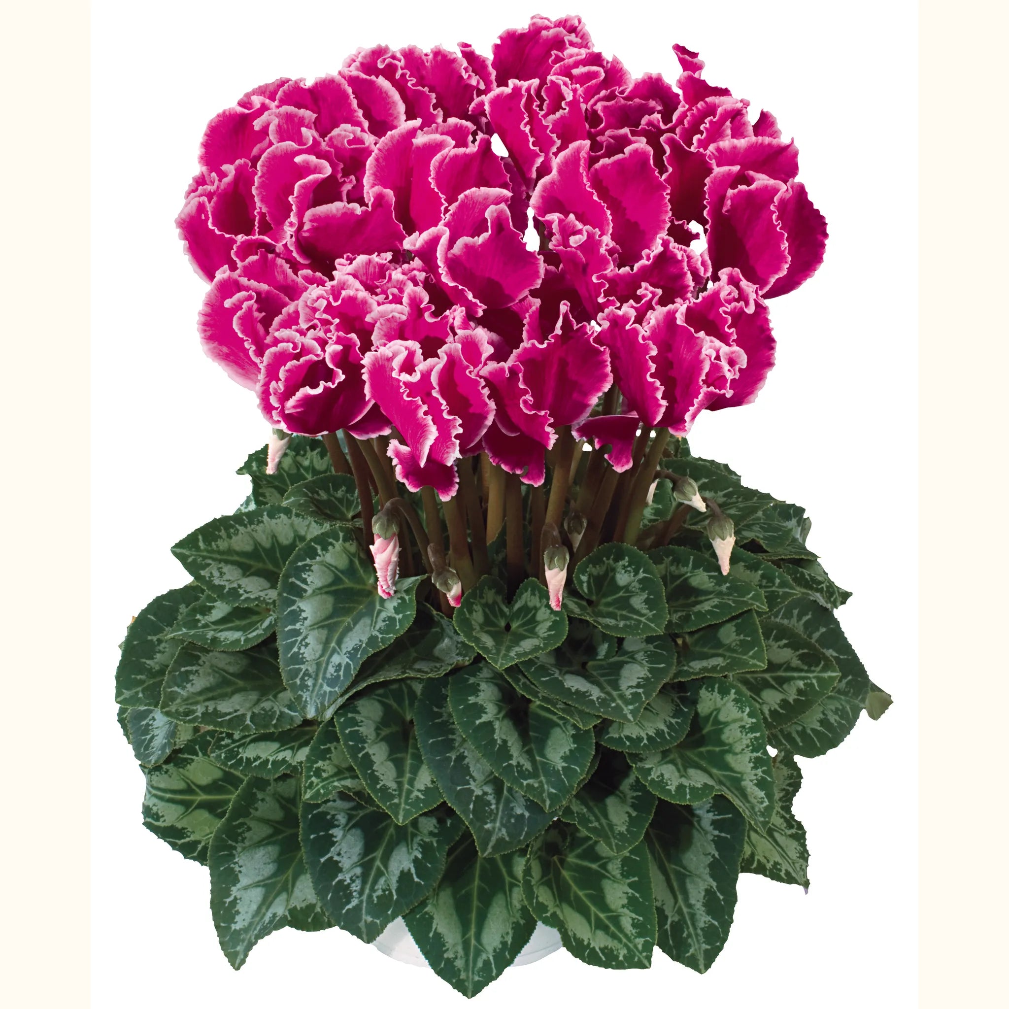 Halios® CURLY® Magenta with edge