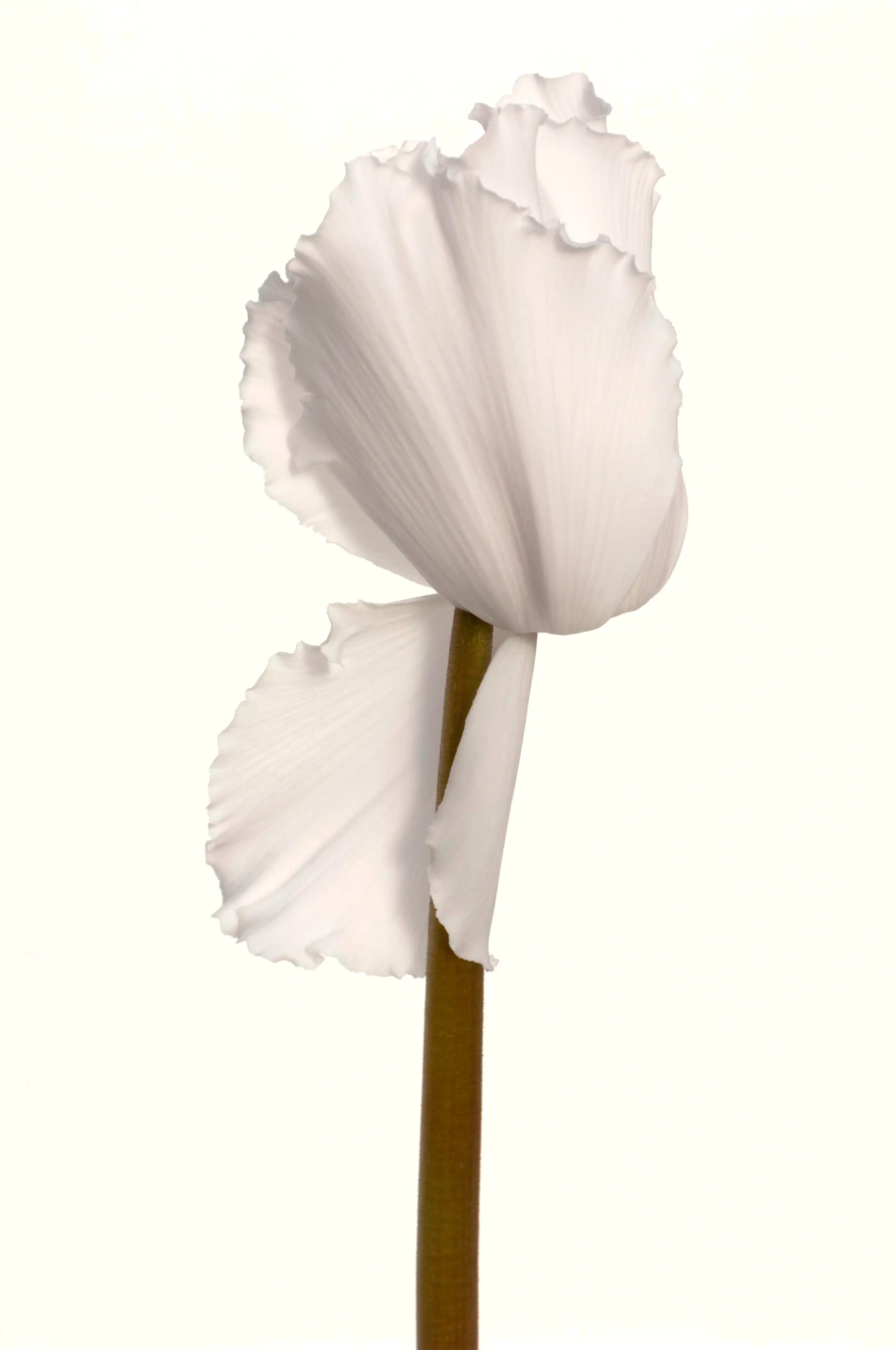 HALIOS® Curly® White
