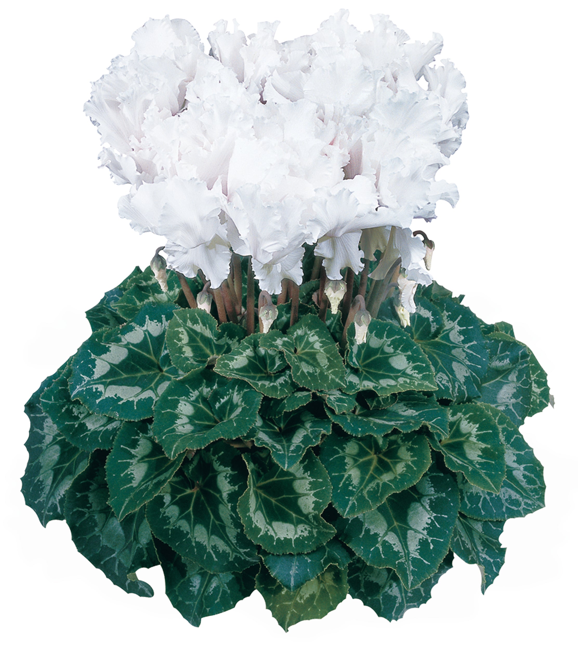 HALIOS® Curly® White