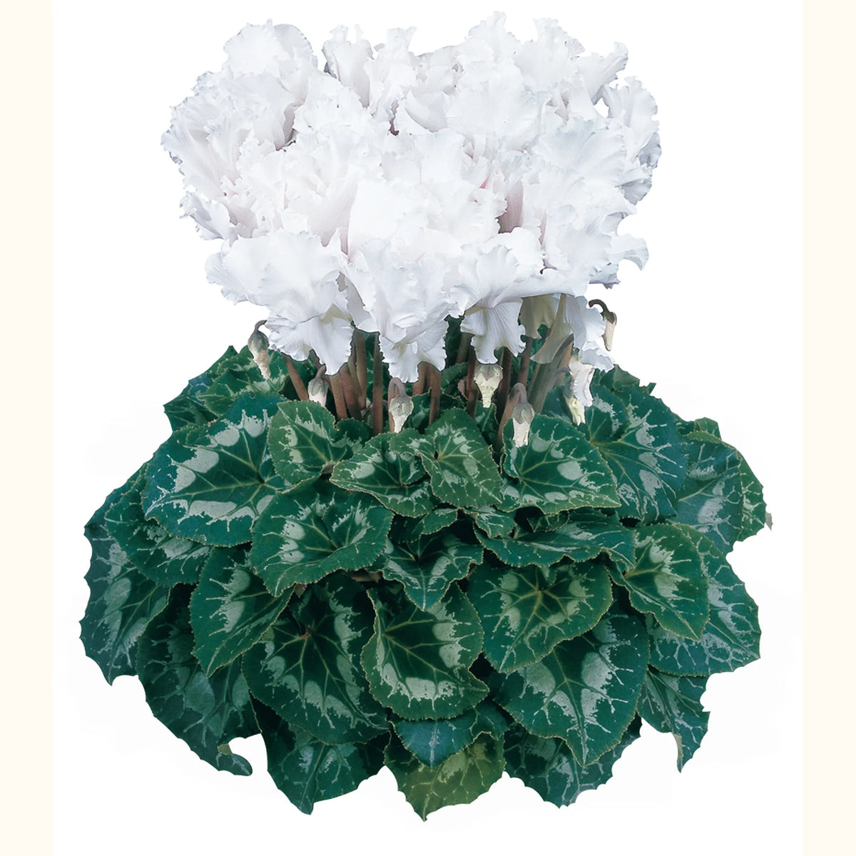 Halios® CURLY® White