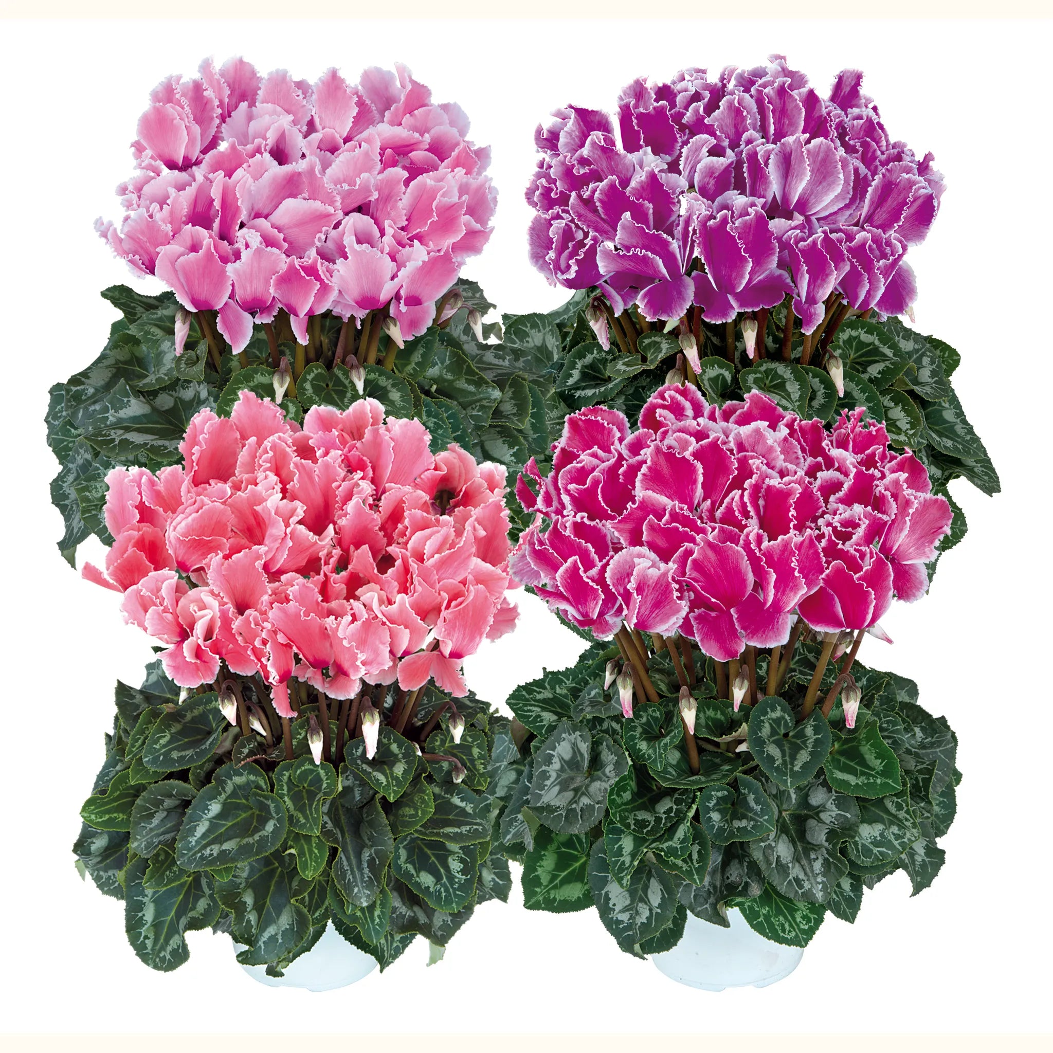 Halios® CURLY® Flamed mix