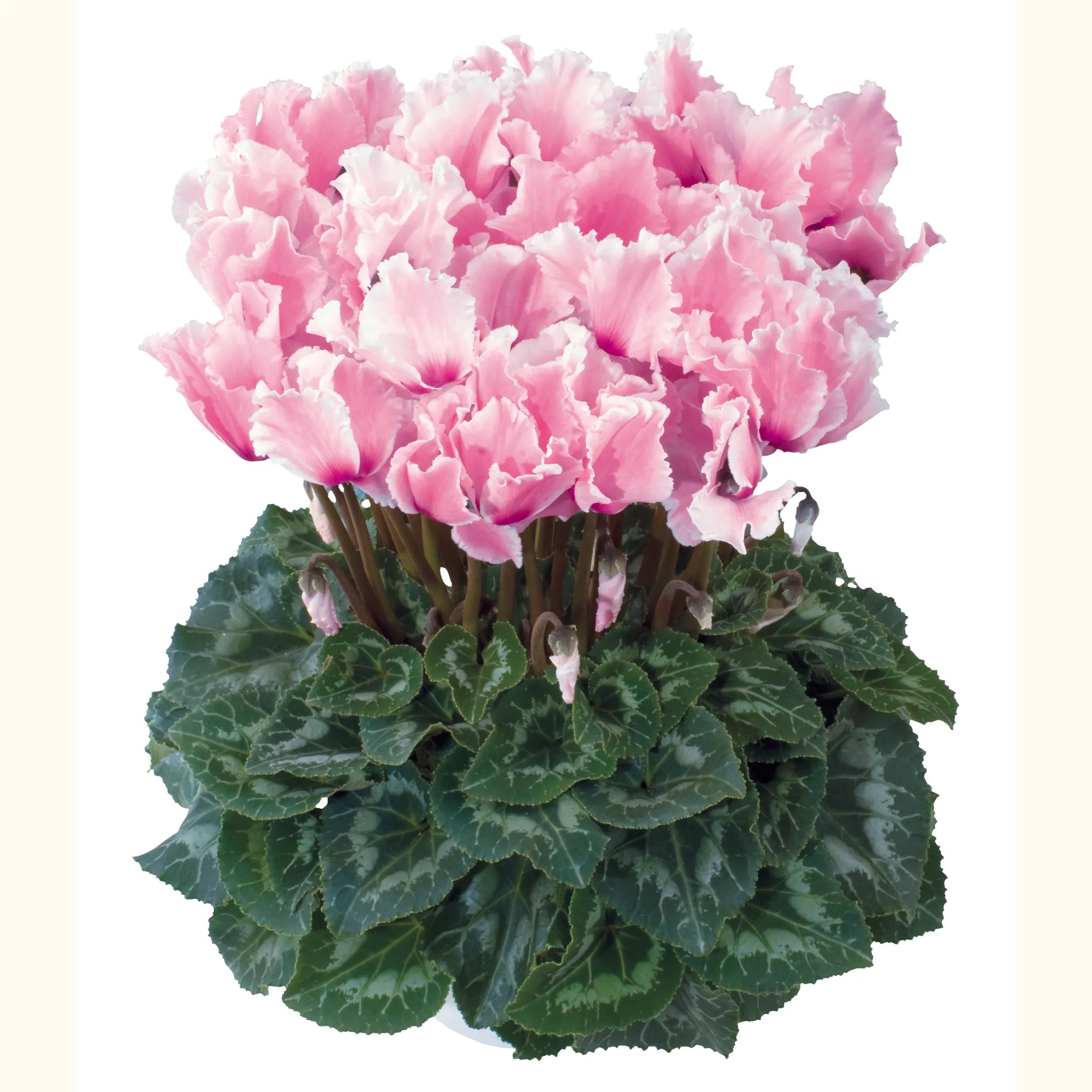 Halios® CURLY® Light rose & Flamed