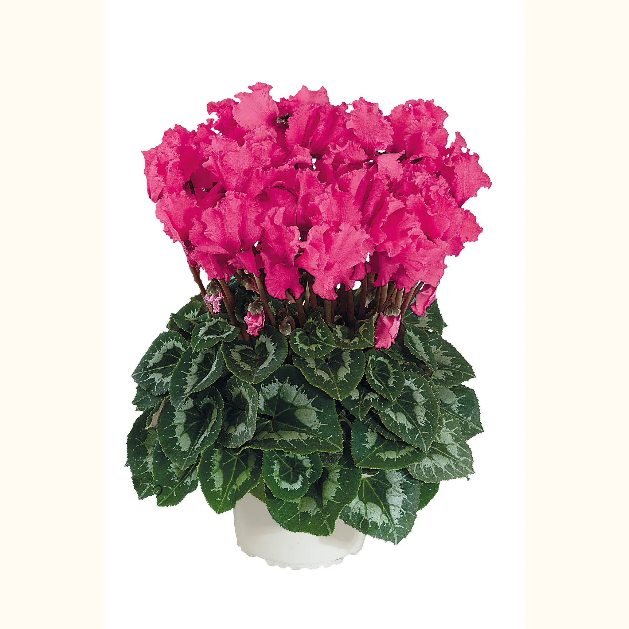 Halios® CURLY® Indian rose