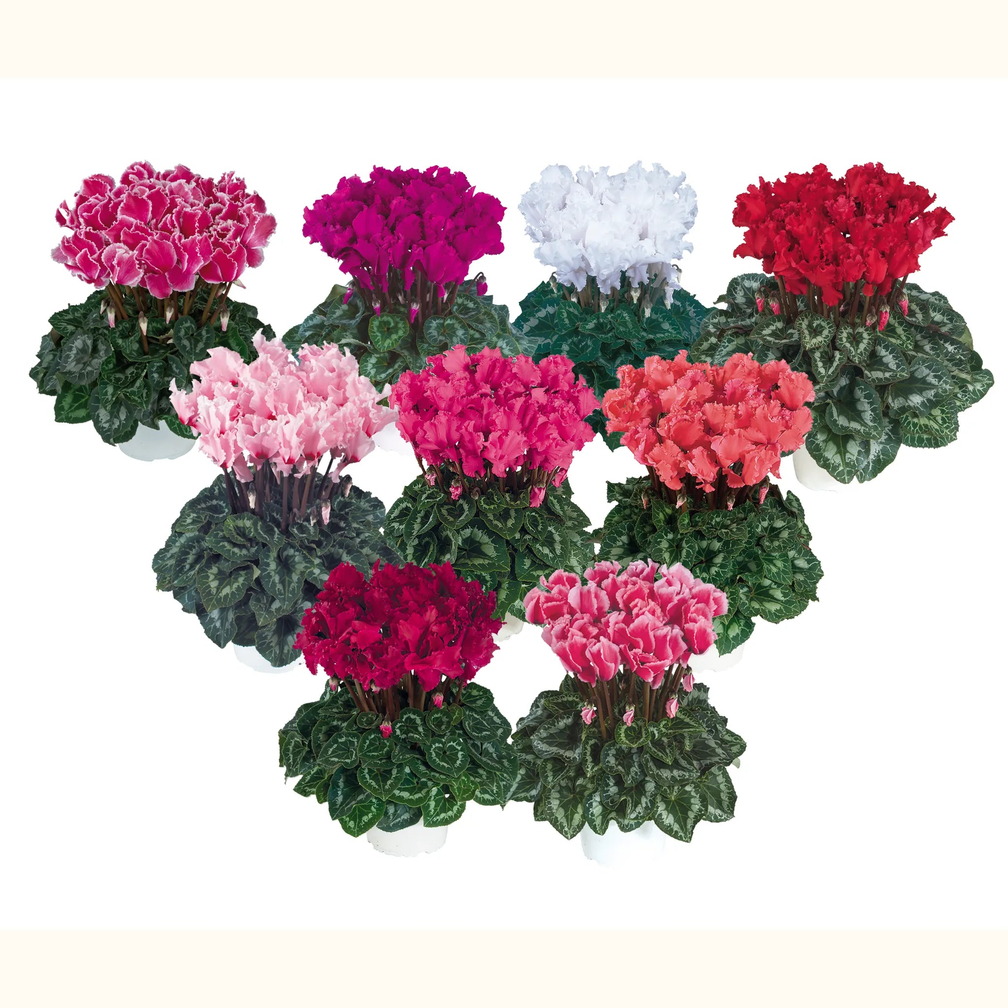 Halios® CURLY® Early mix
