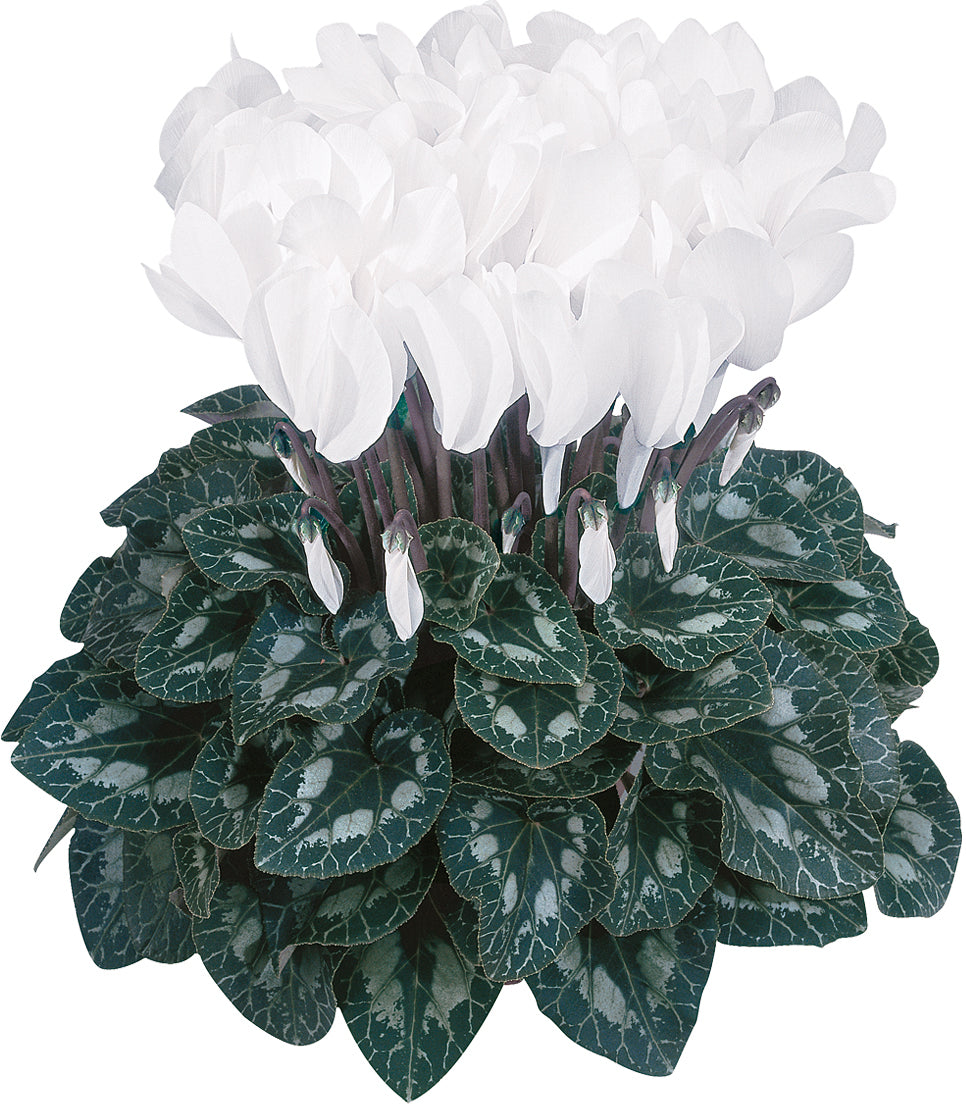 HALIOS® DHIVA Pure white