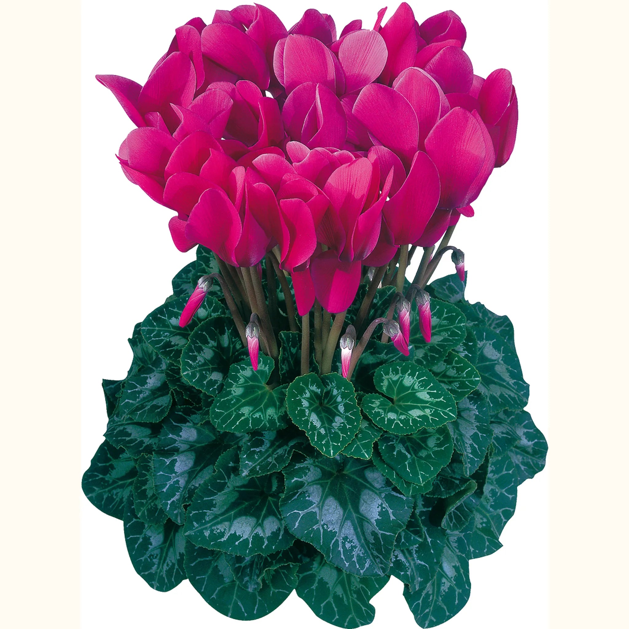 Halios® HD DHIVA Purple