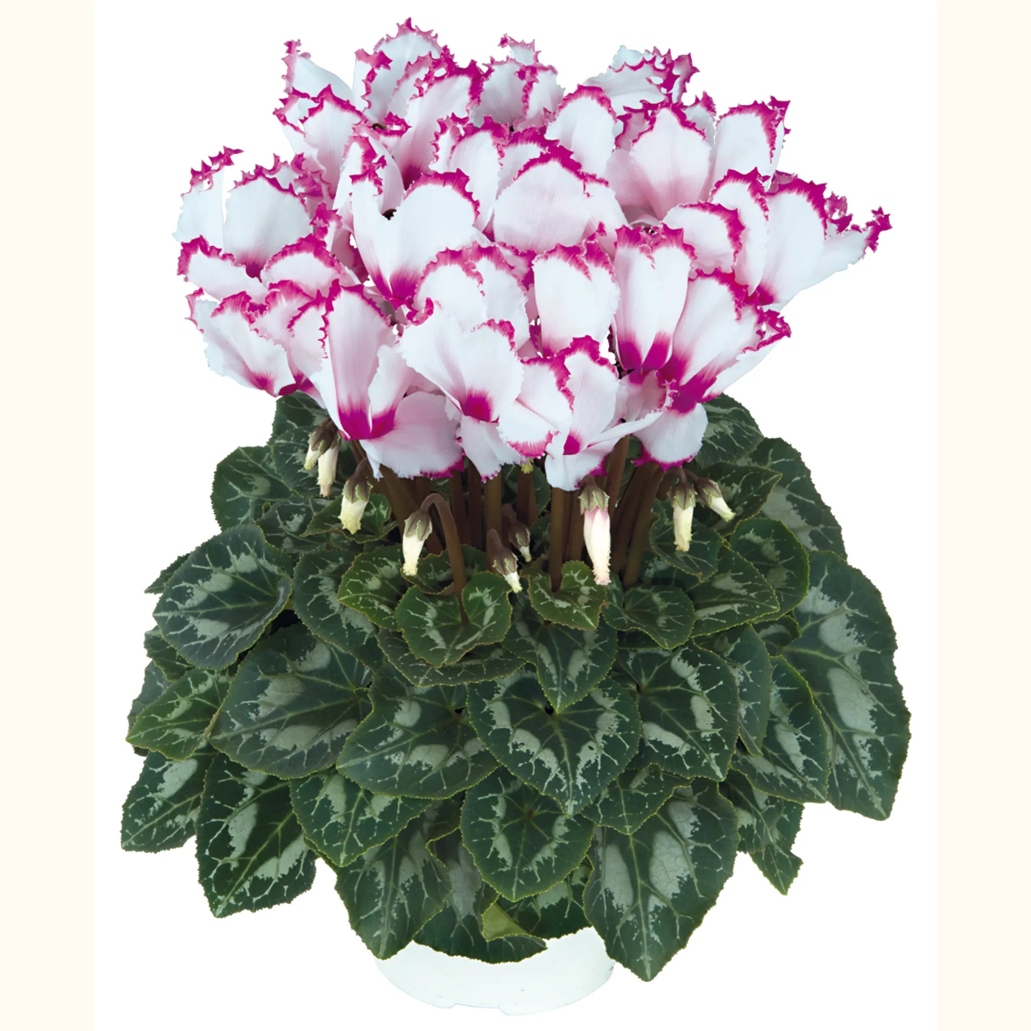 Halios® VICTORIA 50